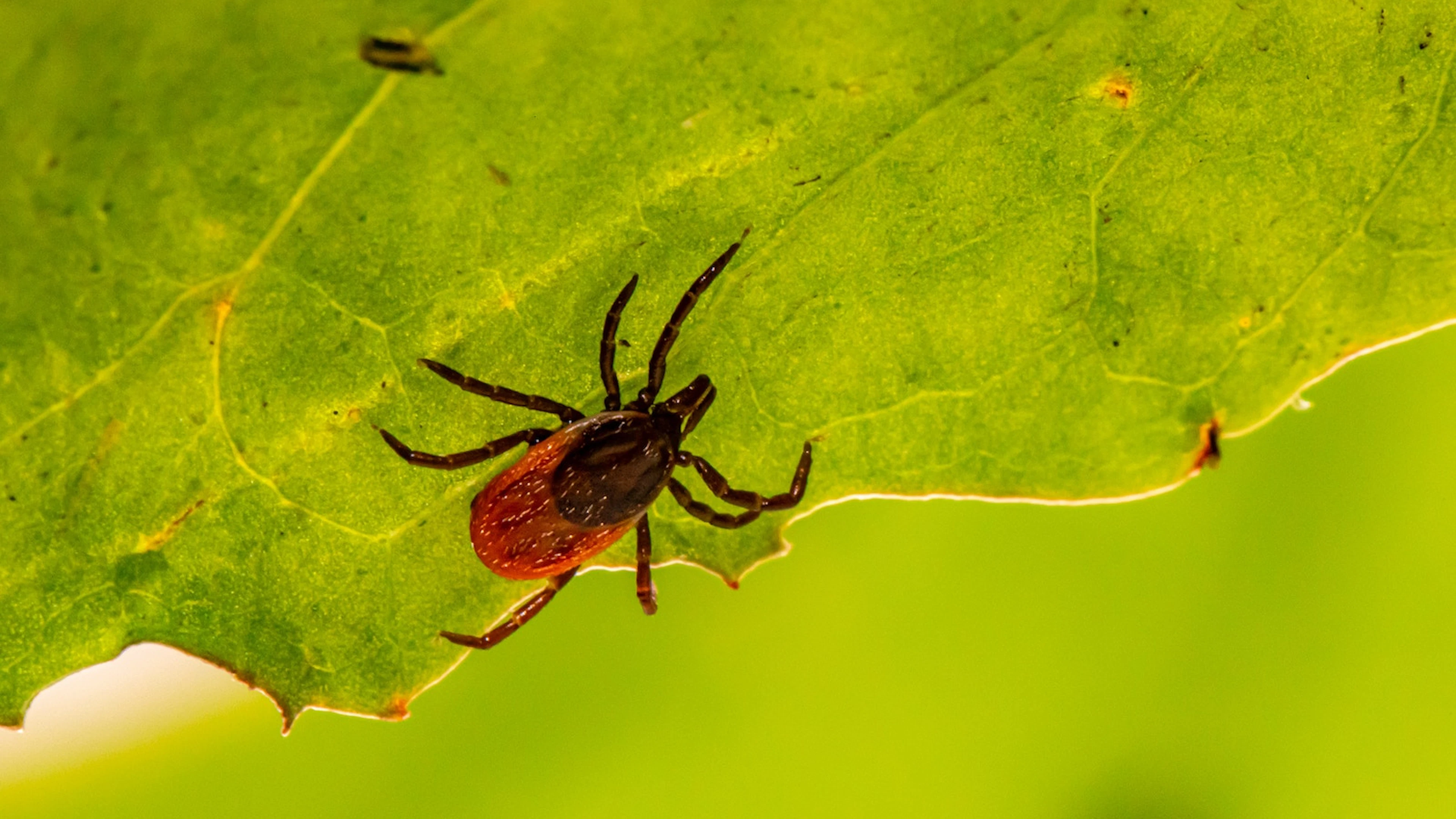 Waarom bestaat er nog geen betere preventie tegen Lyme dan lange sokken?