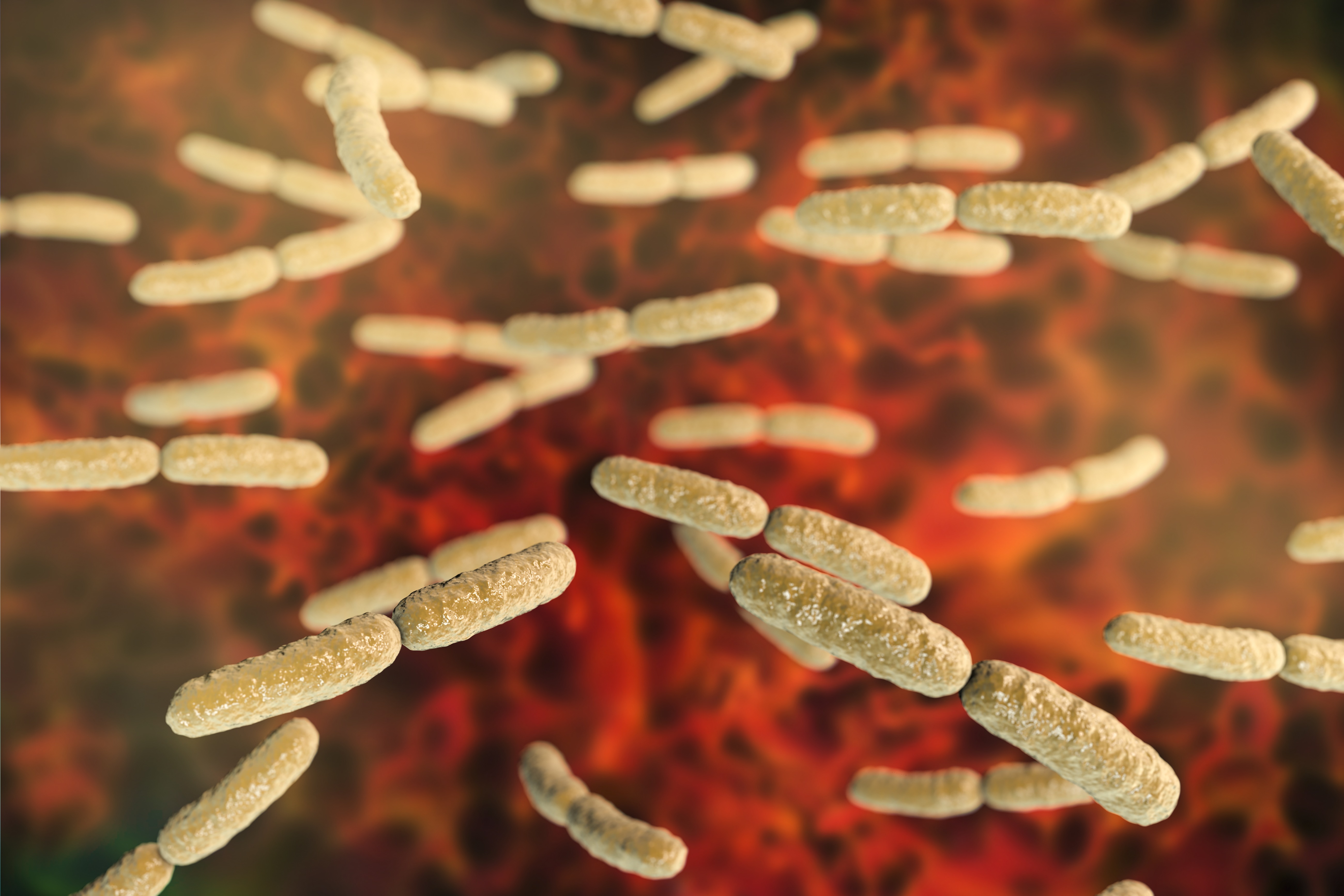 Deze bacterie beschermt je vagina tegen schimmelinfecties en de tamponziekte