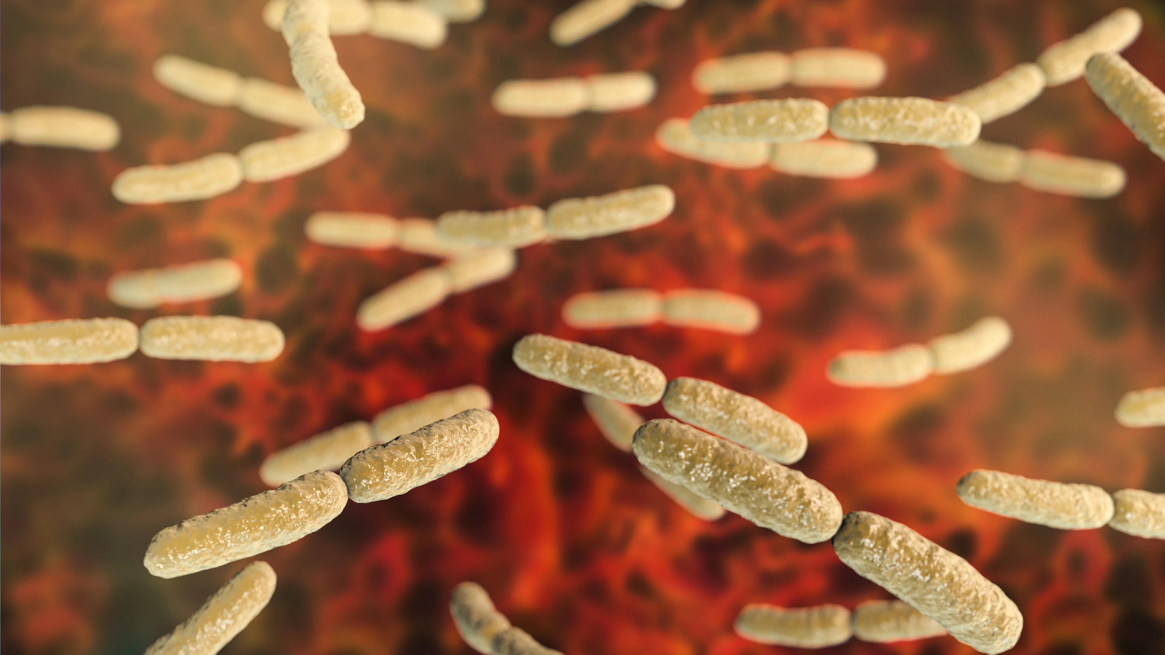 Deze bacterie beschermt je vagina tegen schimmelinfecties en de tamponziekte