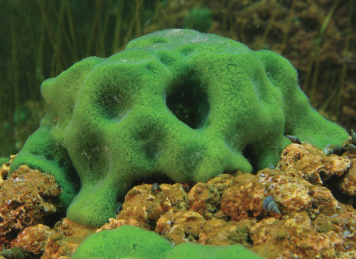 Balliviaspongia wirrmanni  uit het Titicacameer en het Juninmeer in Peru. (Foto: Philippe Willenz, Instituut voor Natuurwetenschappen)