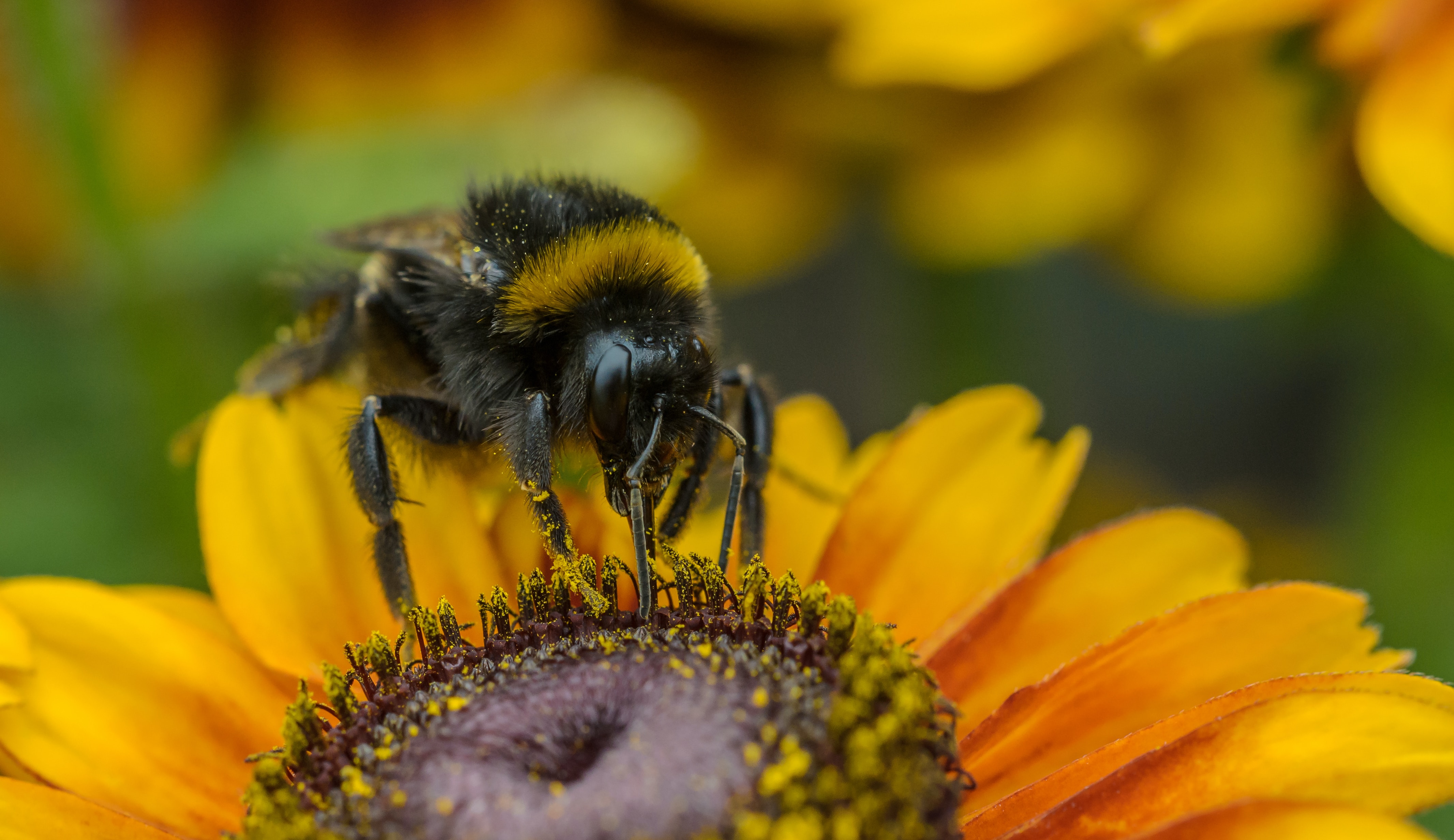 Bijen proeven pesticiden niet, en dat wordt ze vaak fataal