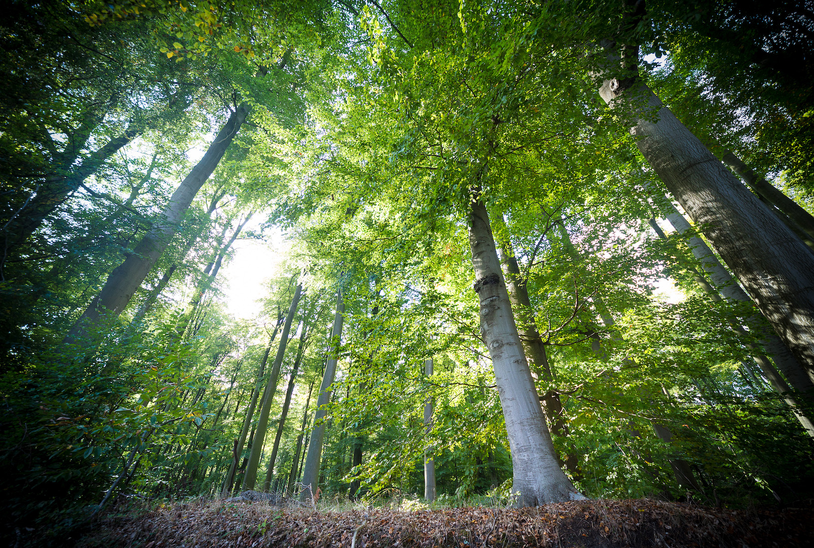 ‘Bossen zijn het sprankeltje hoop van de natuur’