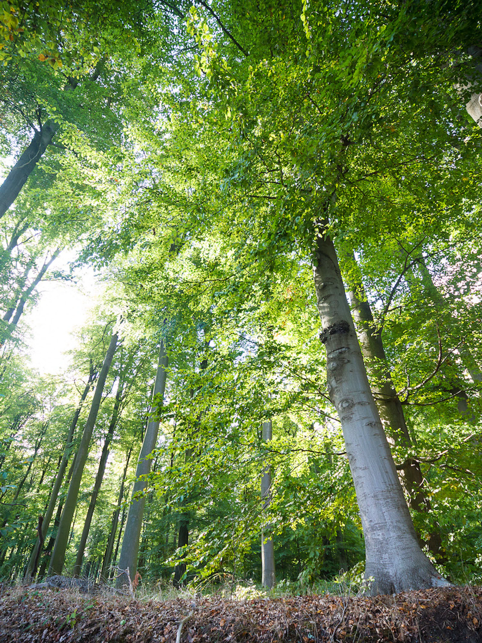 ‘Bossen zijn het sprankeltje hoop van de natuur’
