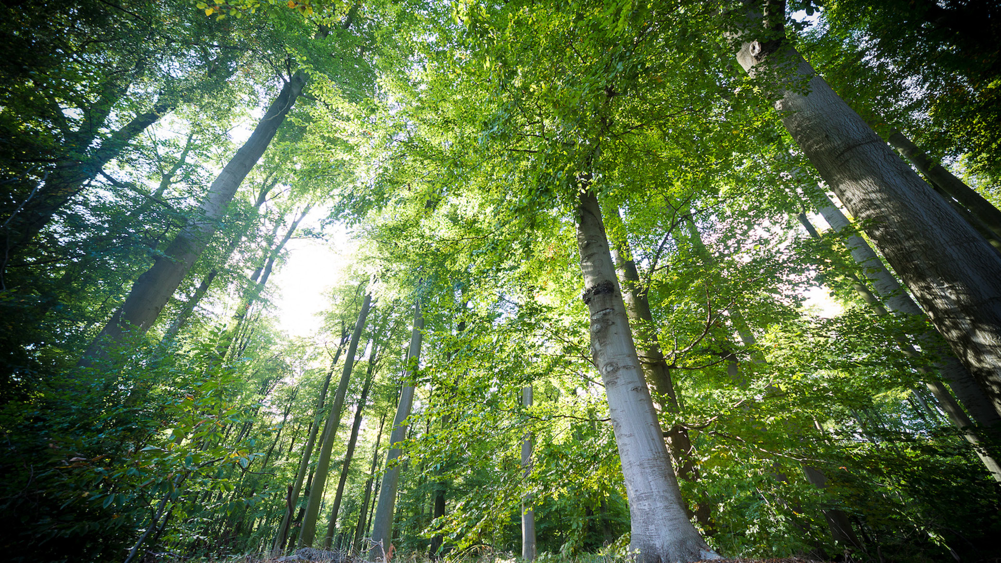 ‘Bossen zijn het sprankeltje hoop van de natuur’