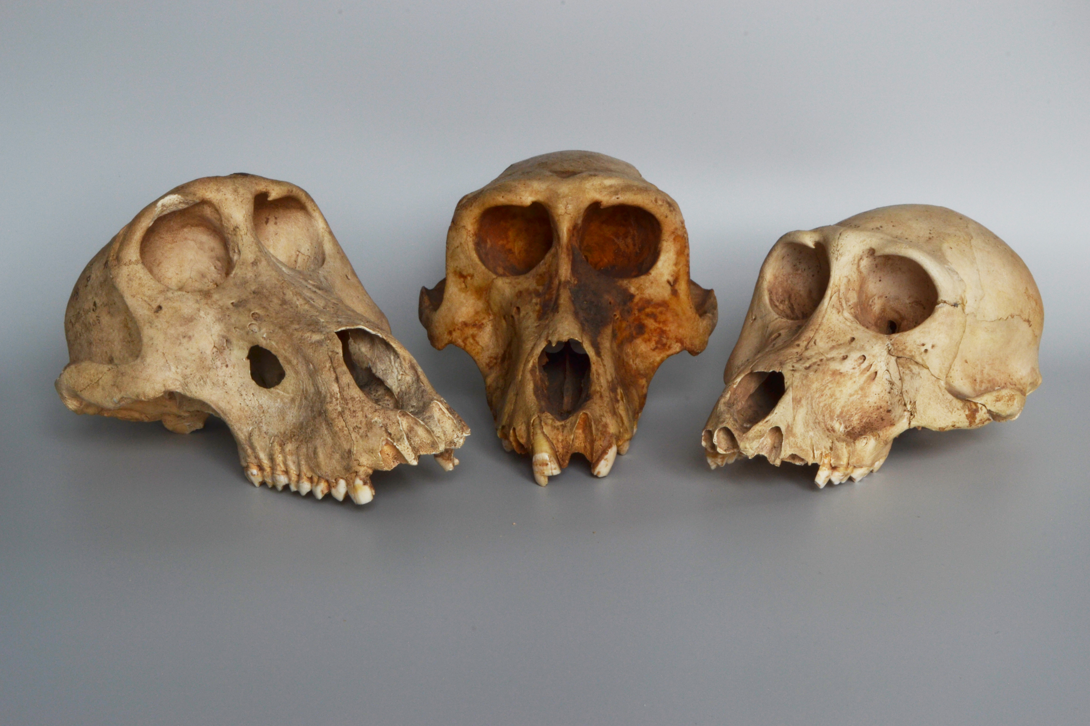 Drie schedels van bavianenmummies uit de oude Egyptische vindplaats Gabbanat el-Qurud © Bea De Cupere, Instituut voor Natuurwetenschappen