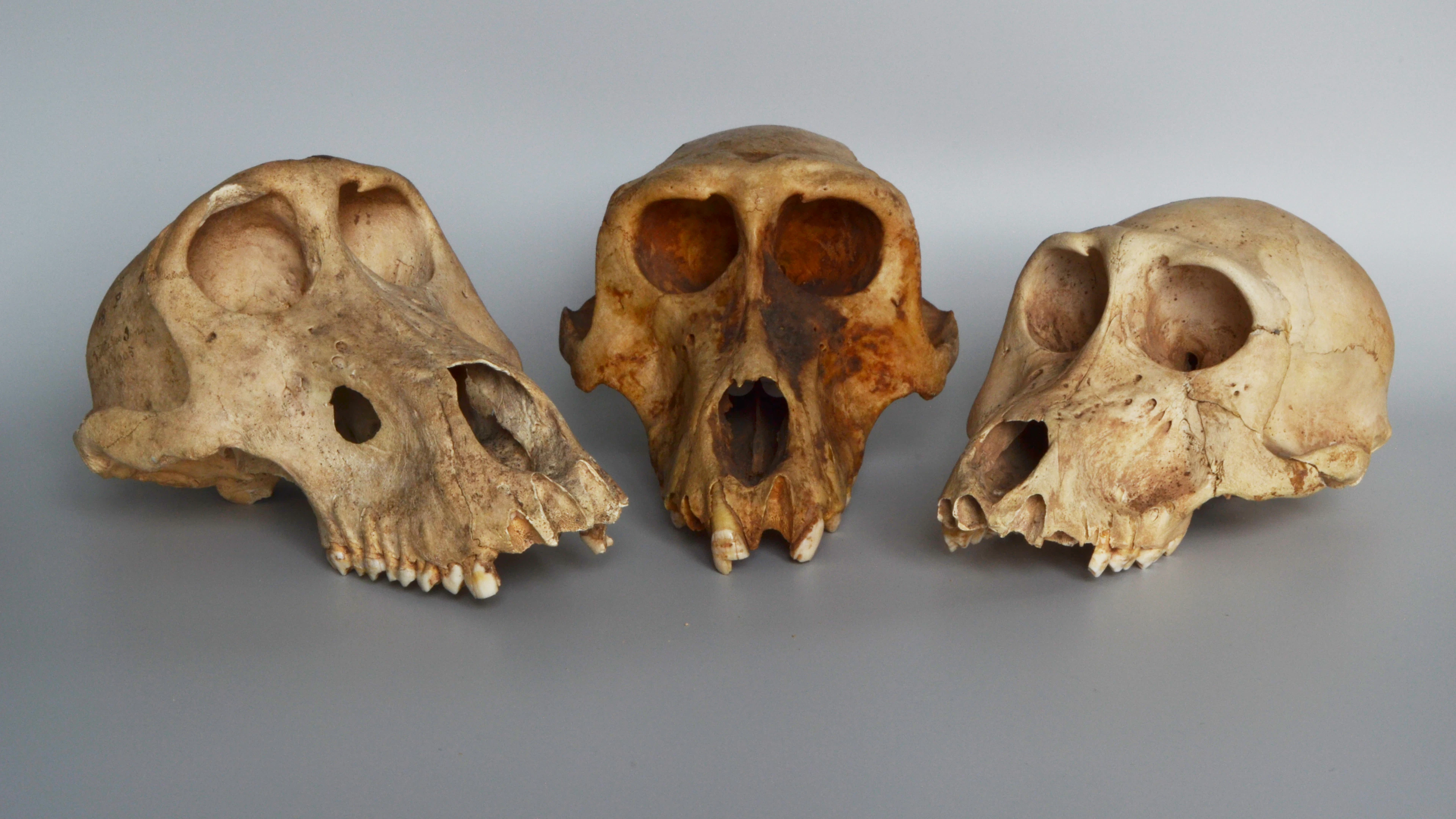 Drie schedels van bavianenmummies uit de oude Egyptische vindplaats Gabbanat el-Qurud © Bea De Cupere, Instituut voor Natuurwetenschappen Drie schedels van bavianenmummies uit de oude Egyptische vindplaats Gabbanat el-Qurud © Bea De Cupere, Instituut voor Natuurwetenschappen