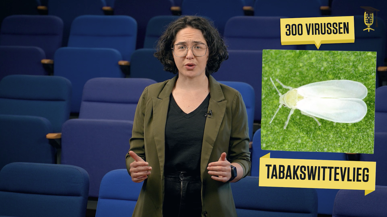 Op zoek naar tabakswittevliegen en hun overdraagbare virussen