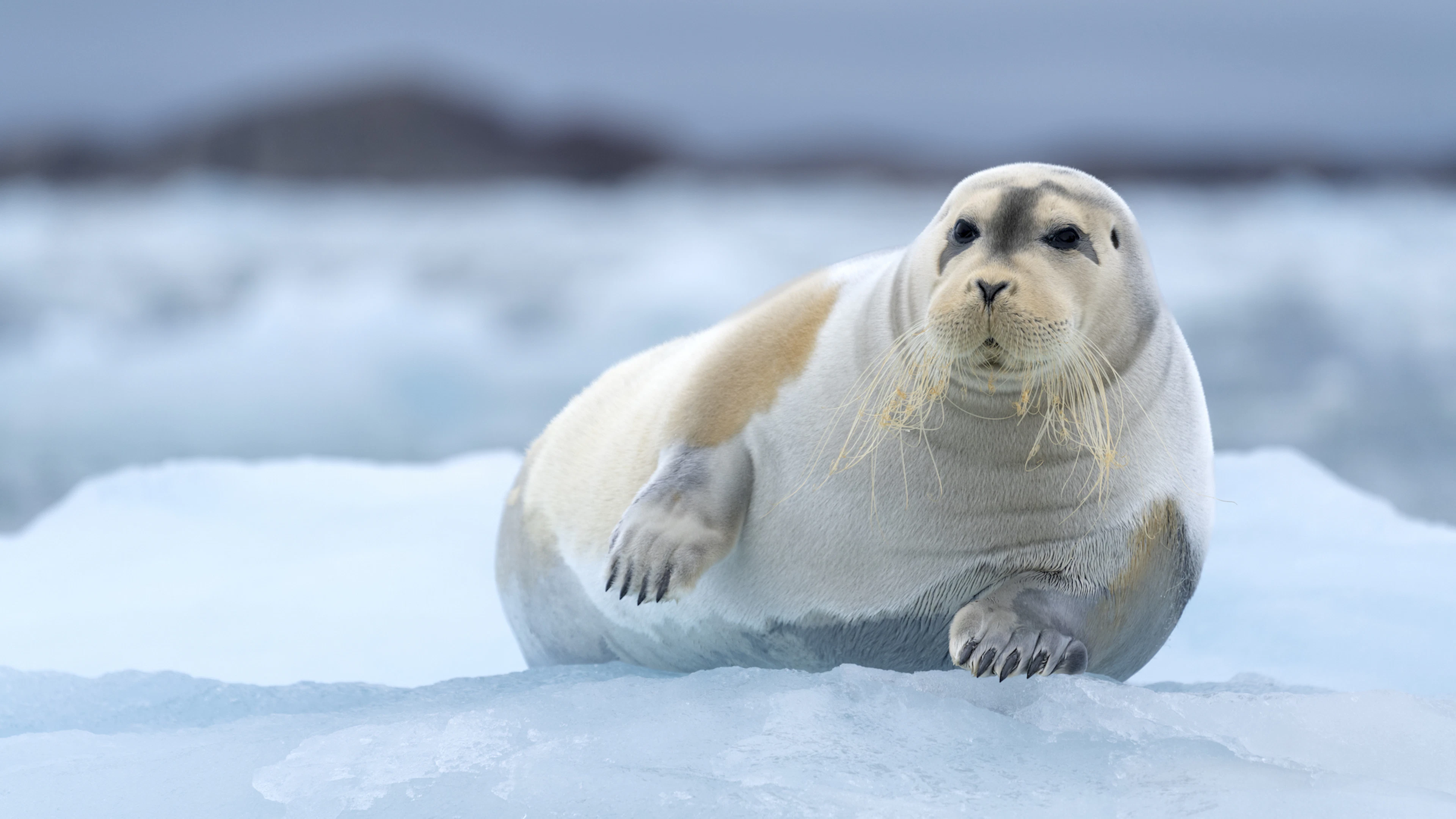 Neus van zeehonden beschermt hen tegen kou