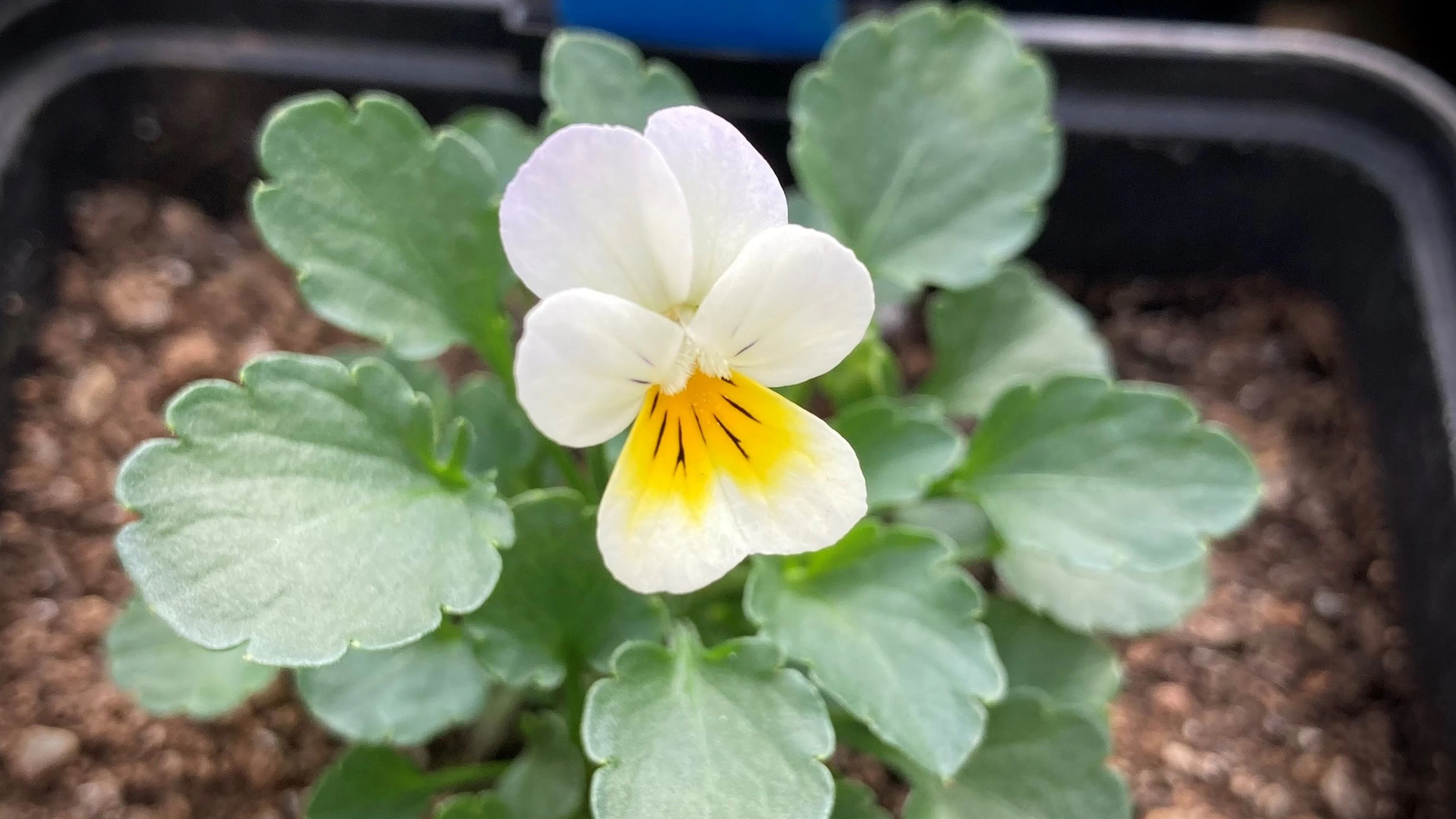 Planten doen vaker aan zelfbestuiving door afname insecten