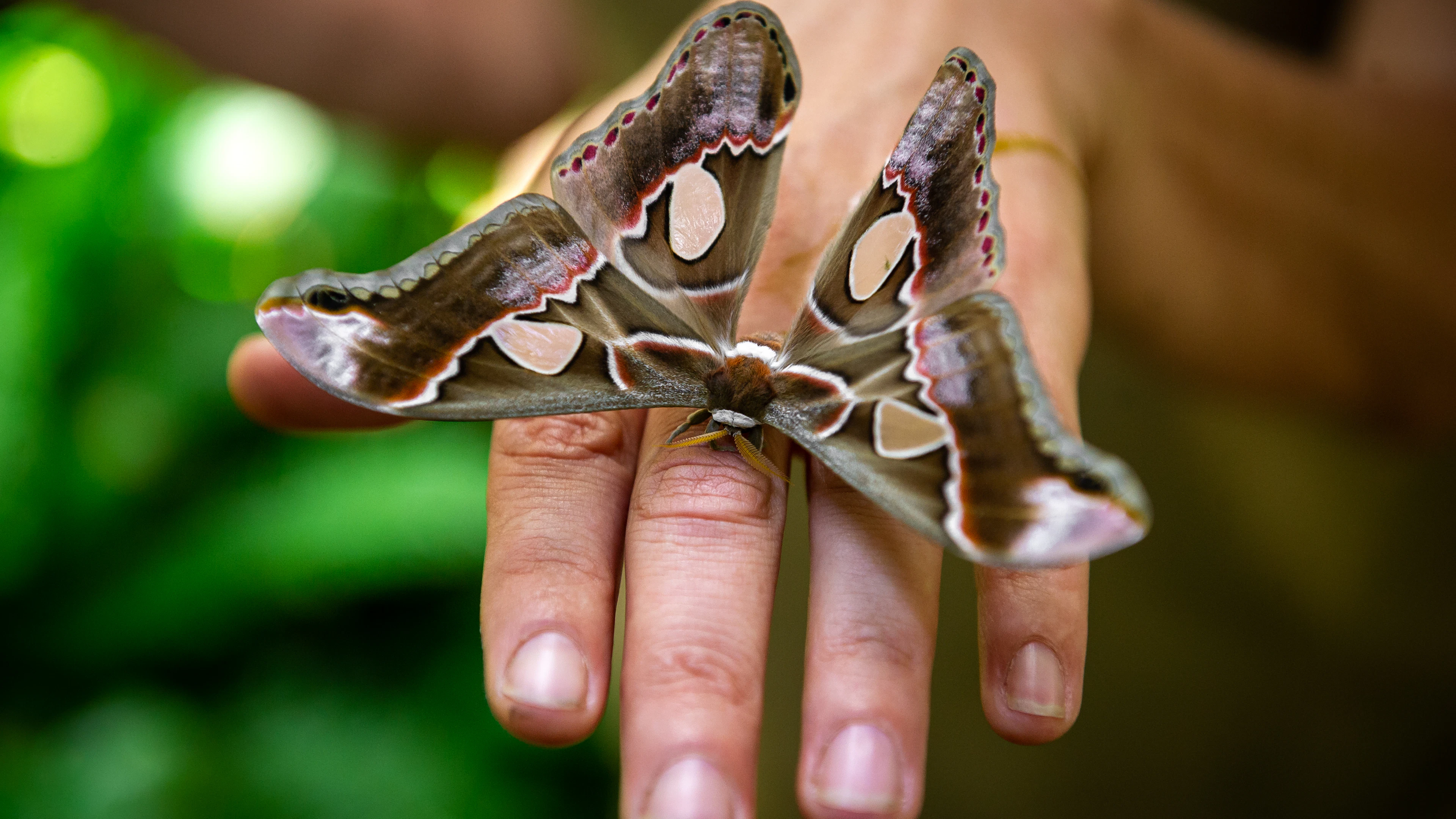 Nachtvlinder, Vlindertuin, ZOO Antwerpen.