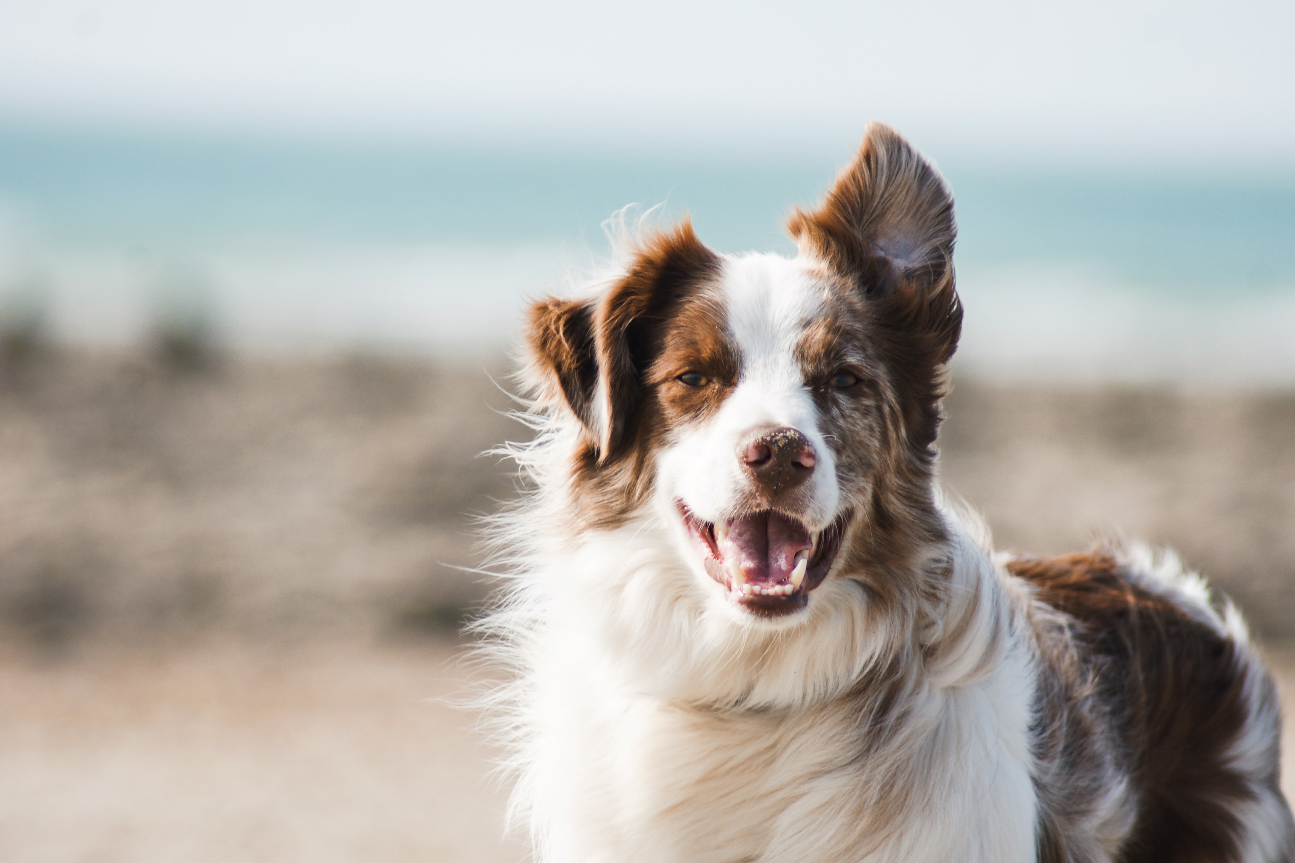 Deze dodelijke bacterie leeft in de bek van je hond