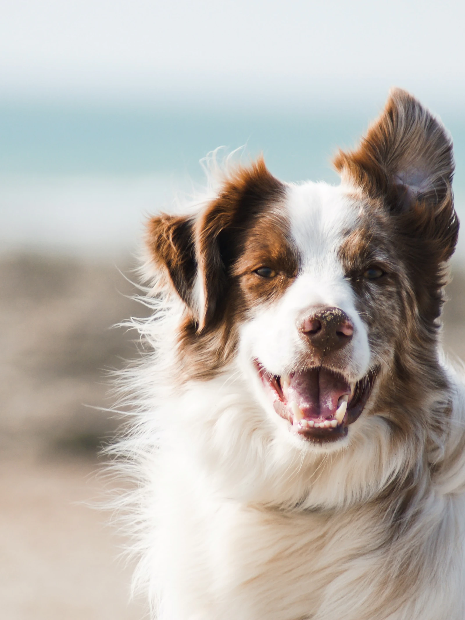 Deze dodelijke bacterie leeft in de bek van je hond