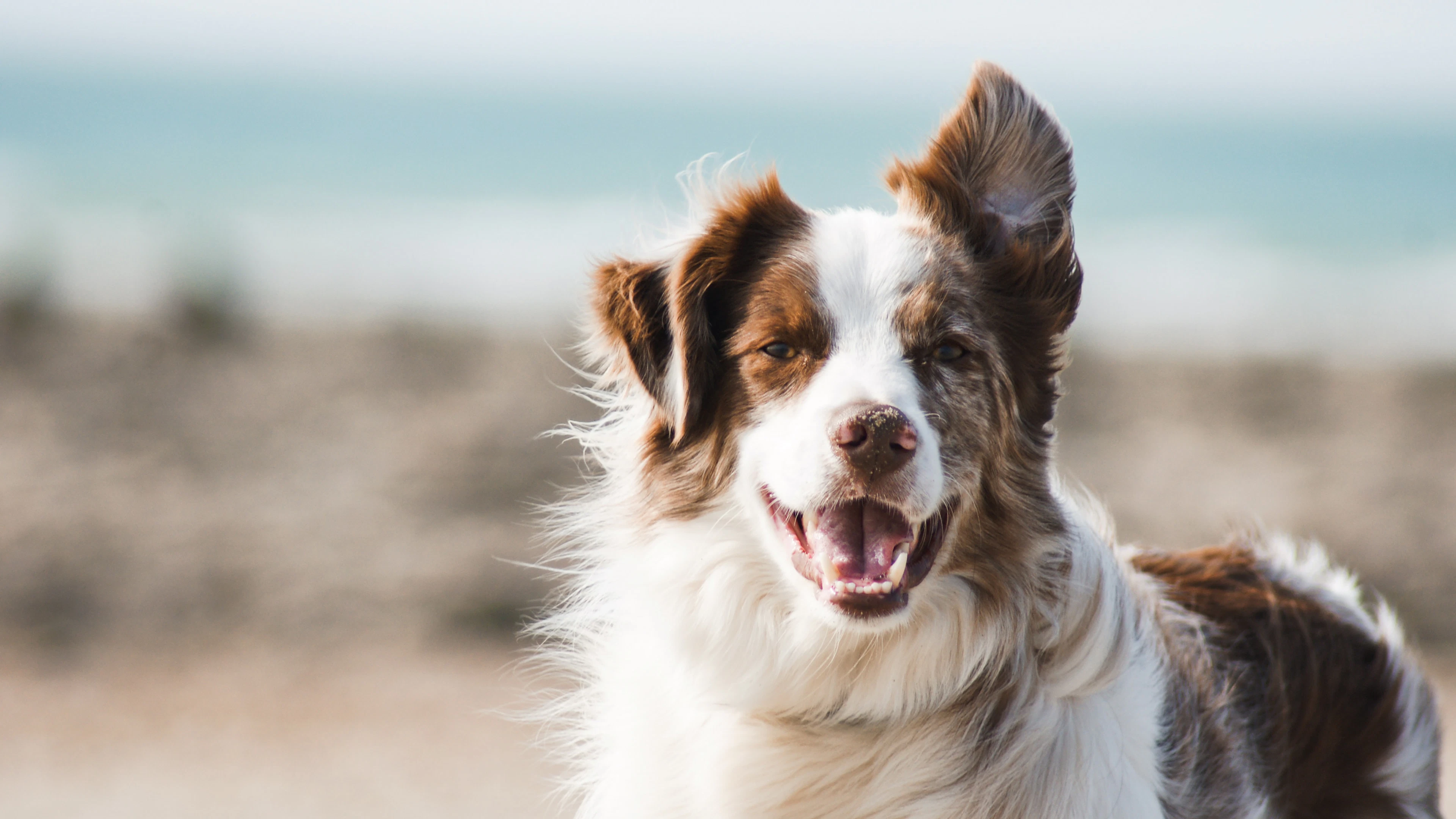 Deze dodelijke bacterie leeft in de bek van je hond