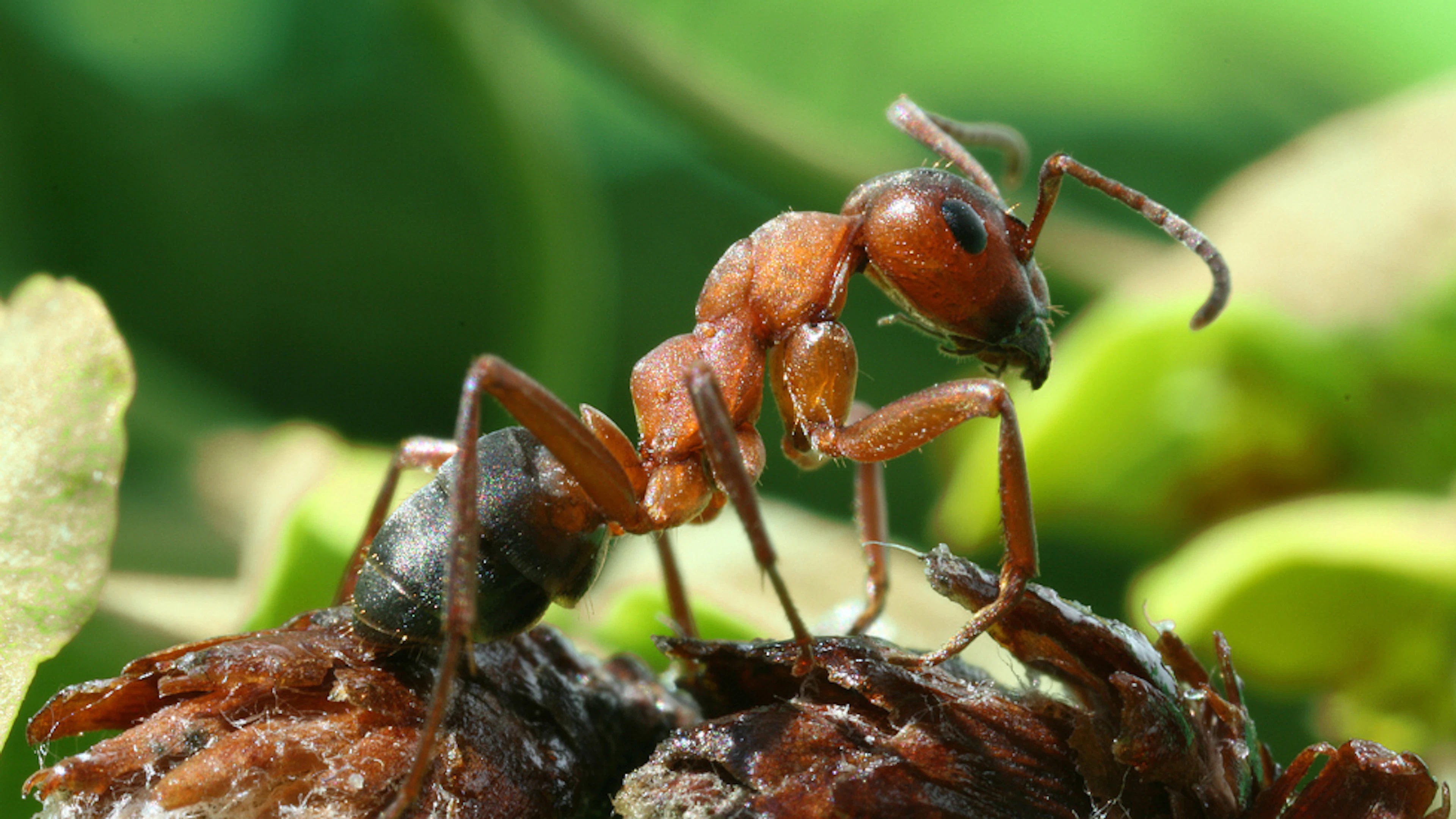 Een grote schubmier (Formica rufa) © Richard Bartz, Munich Makro Freak