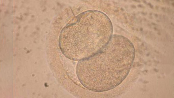 Hoe stokoude virussen een rol spelen bij de vorming van een embryo