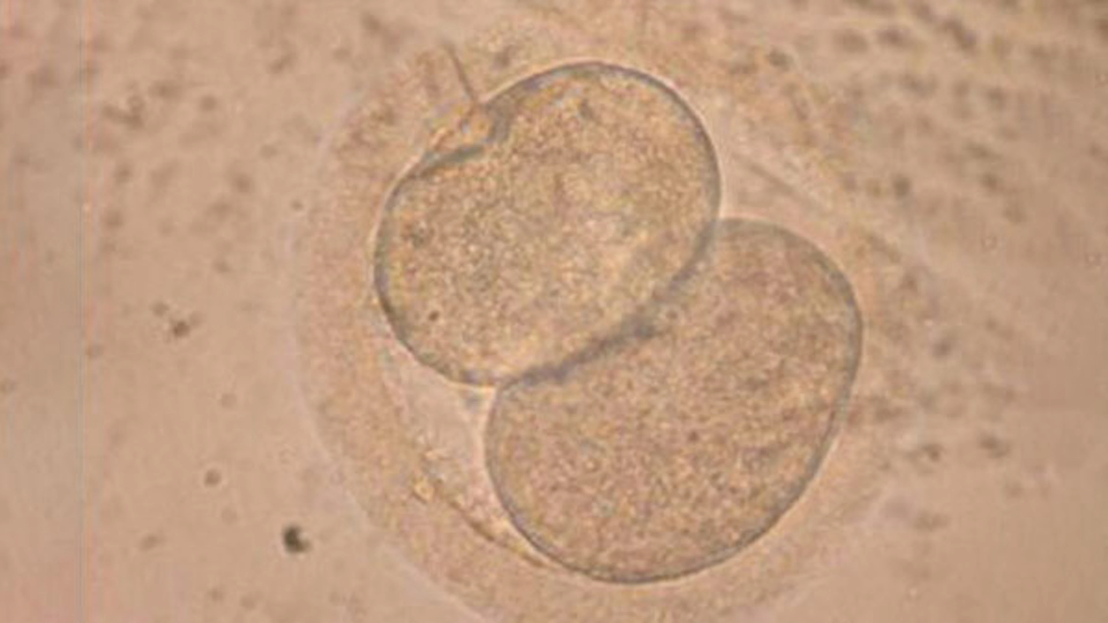 Hoe stokoude virussen een rol spelen bij de vorming van een embryo