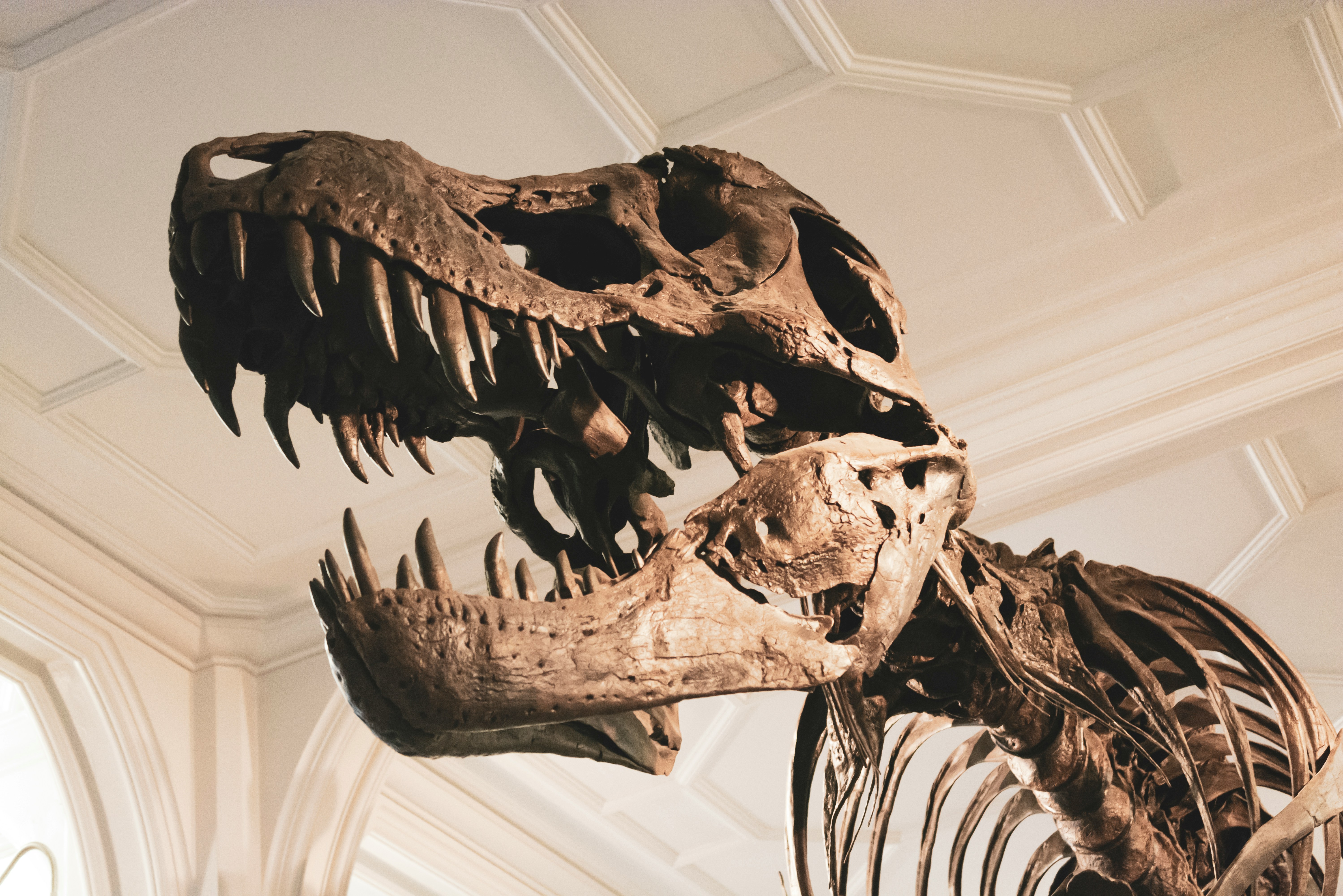 We halen de 200 niet en dat is misschien wel de schuld van de dino’s