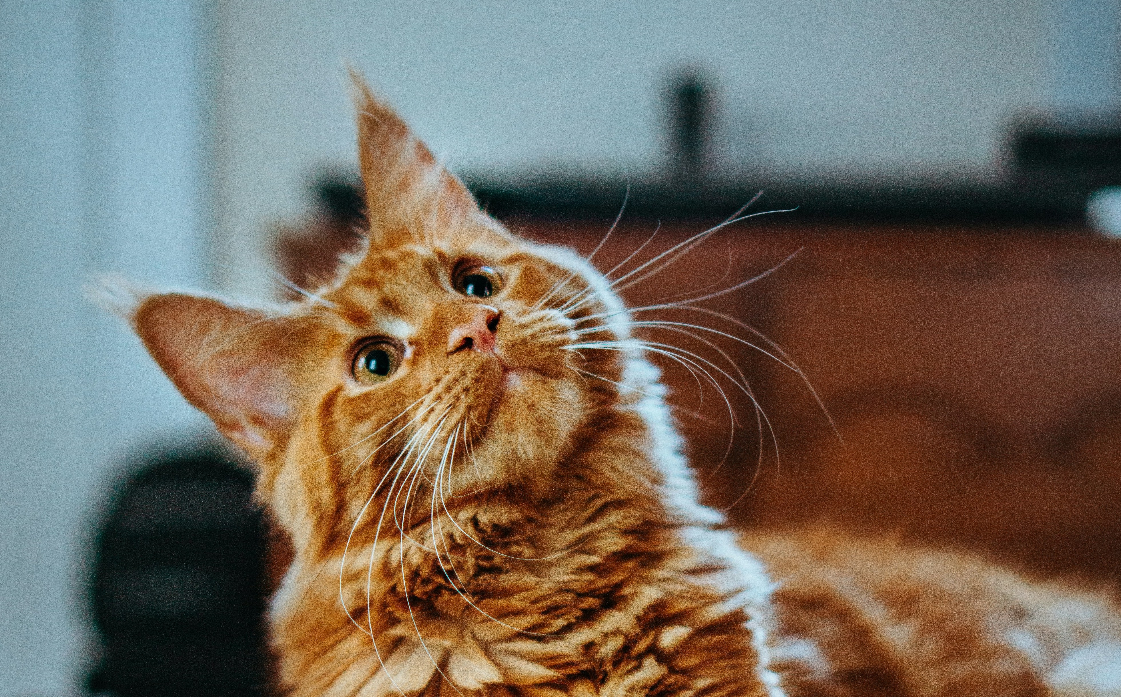 Ook katten apporteren graag, zolang het op hun eigen voorwaarden is