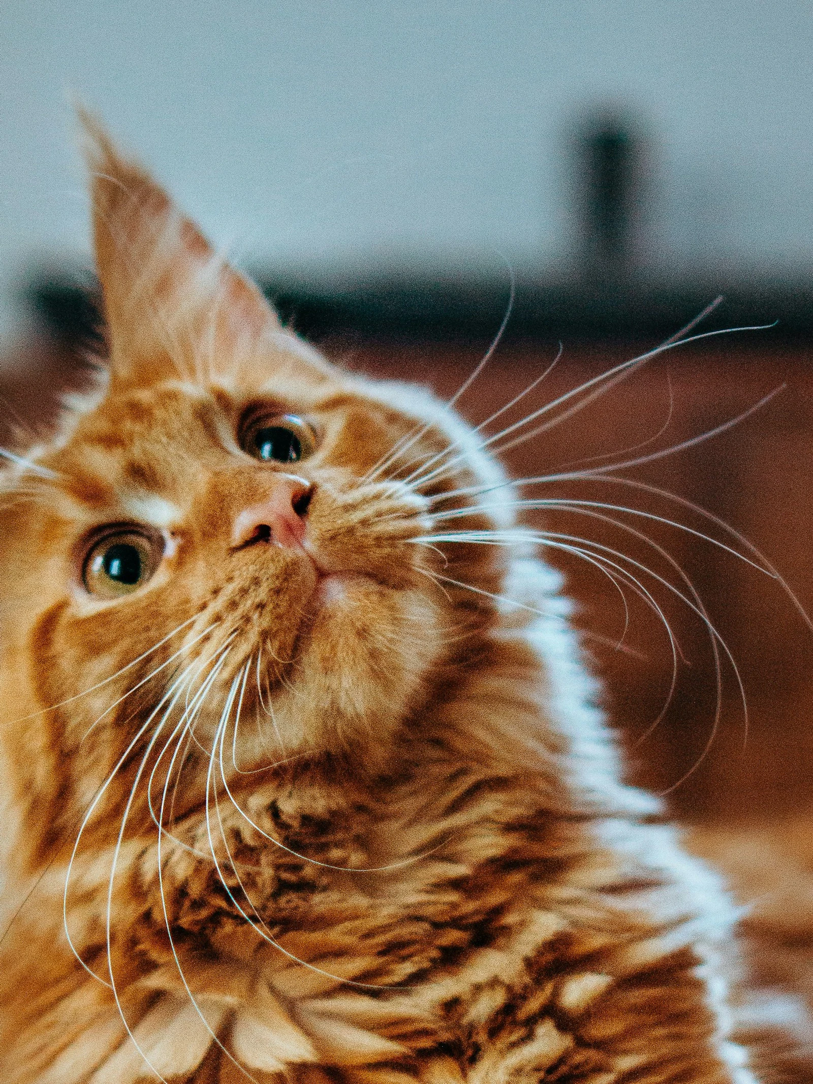 Ook katten apporteren graag, zolang het op hun eigen voorwaarden is