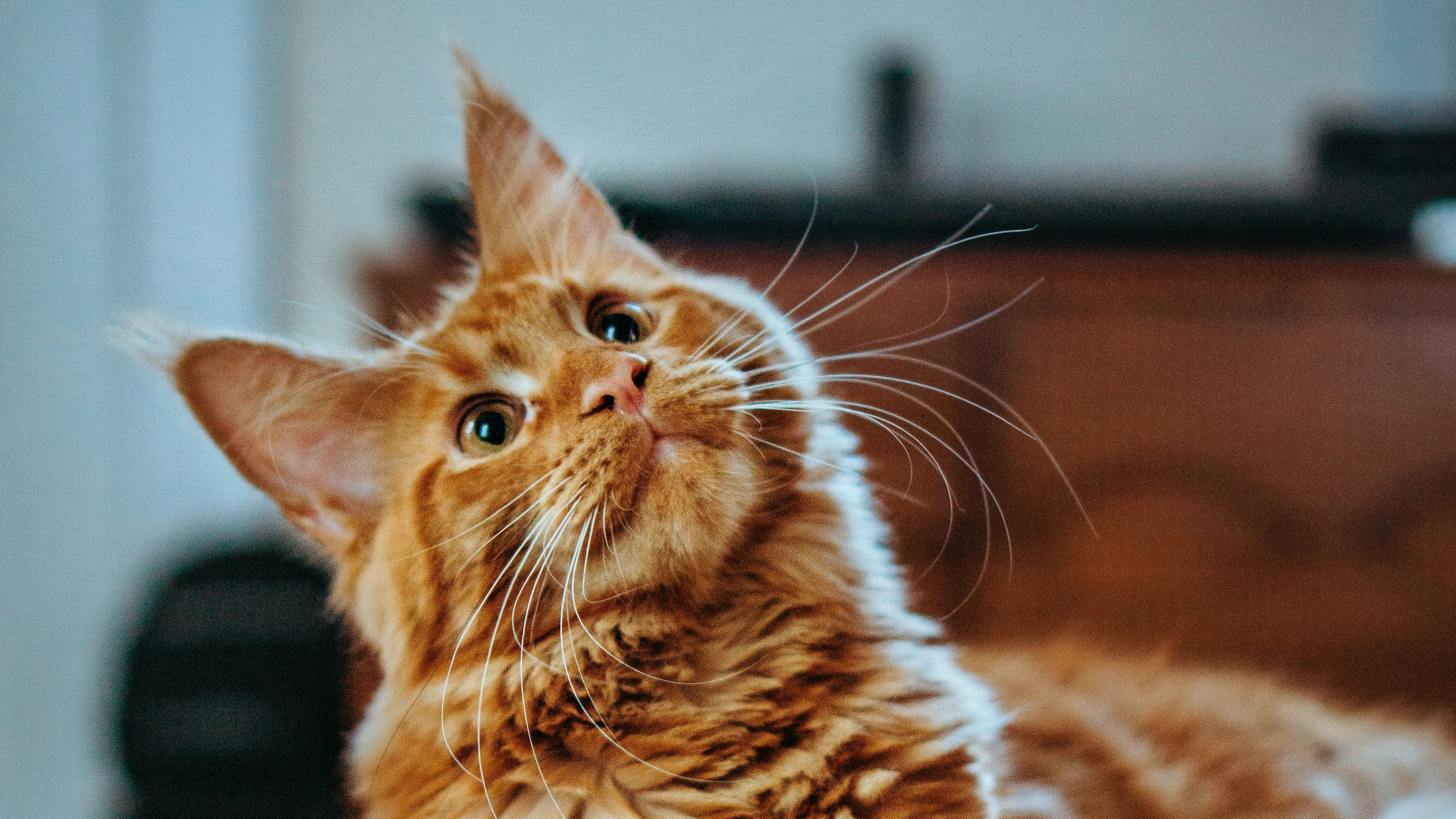 Ook katten apporteren graag, zolang het op hun eigen voorwaarden is
