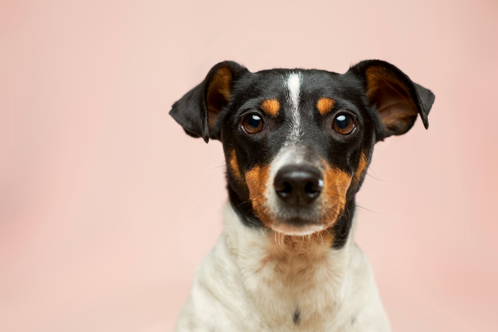 Grootte en gezichtsvorm voorspellen mogelijk hoe lang je hond zal leven