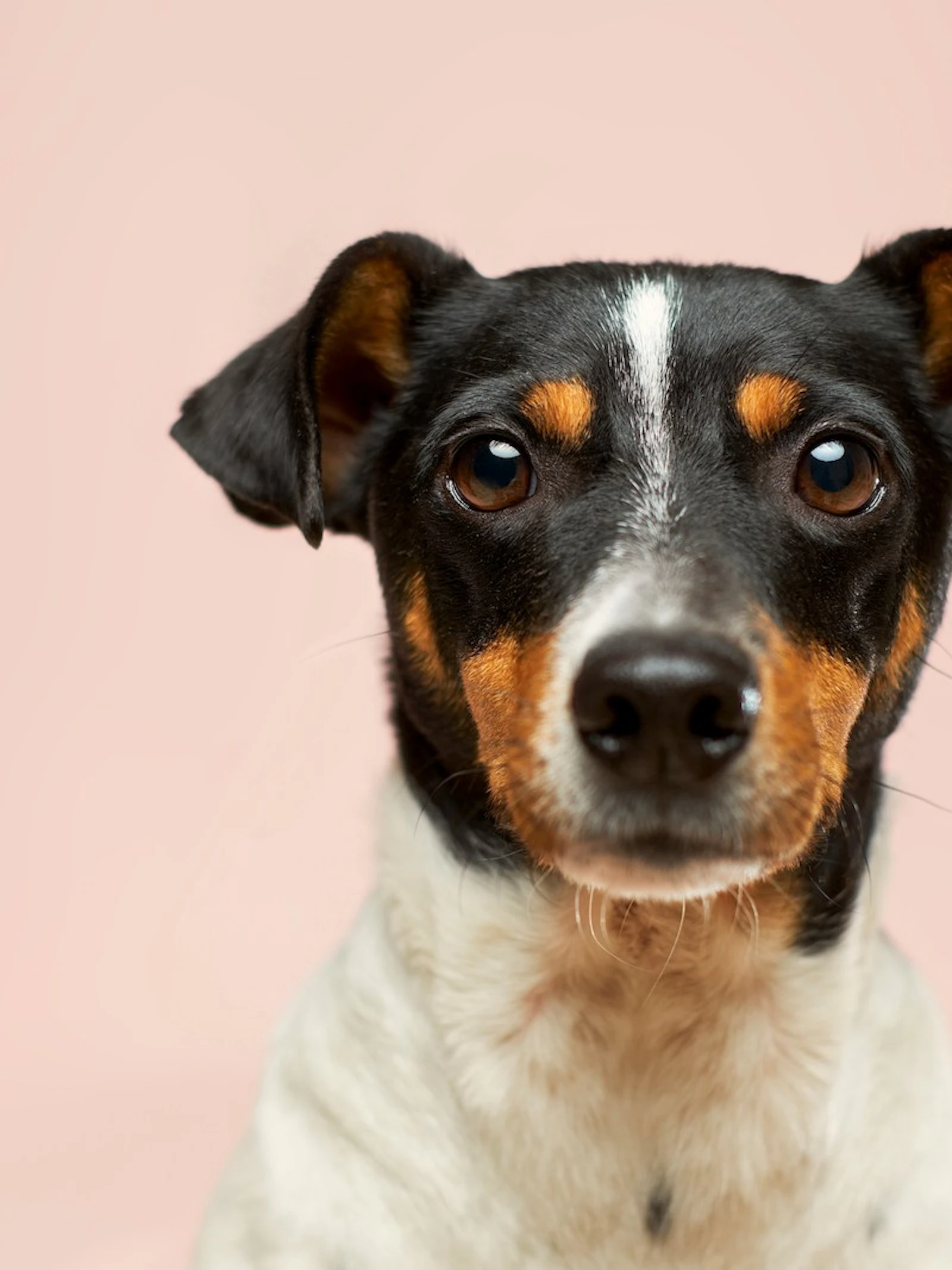 Grootte en gezichtsvorm voorspellen mogelijk hoe lang je hond zal leven