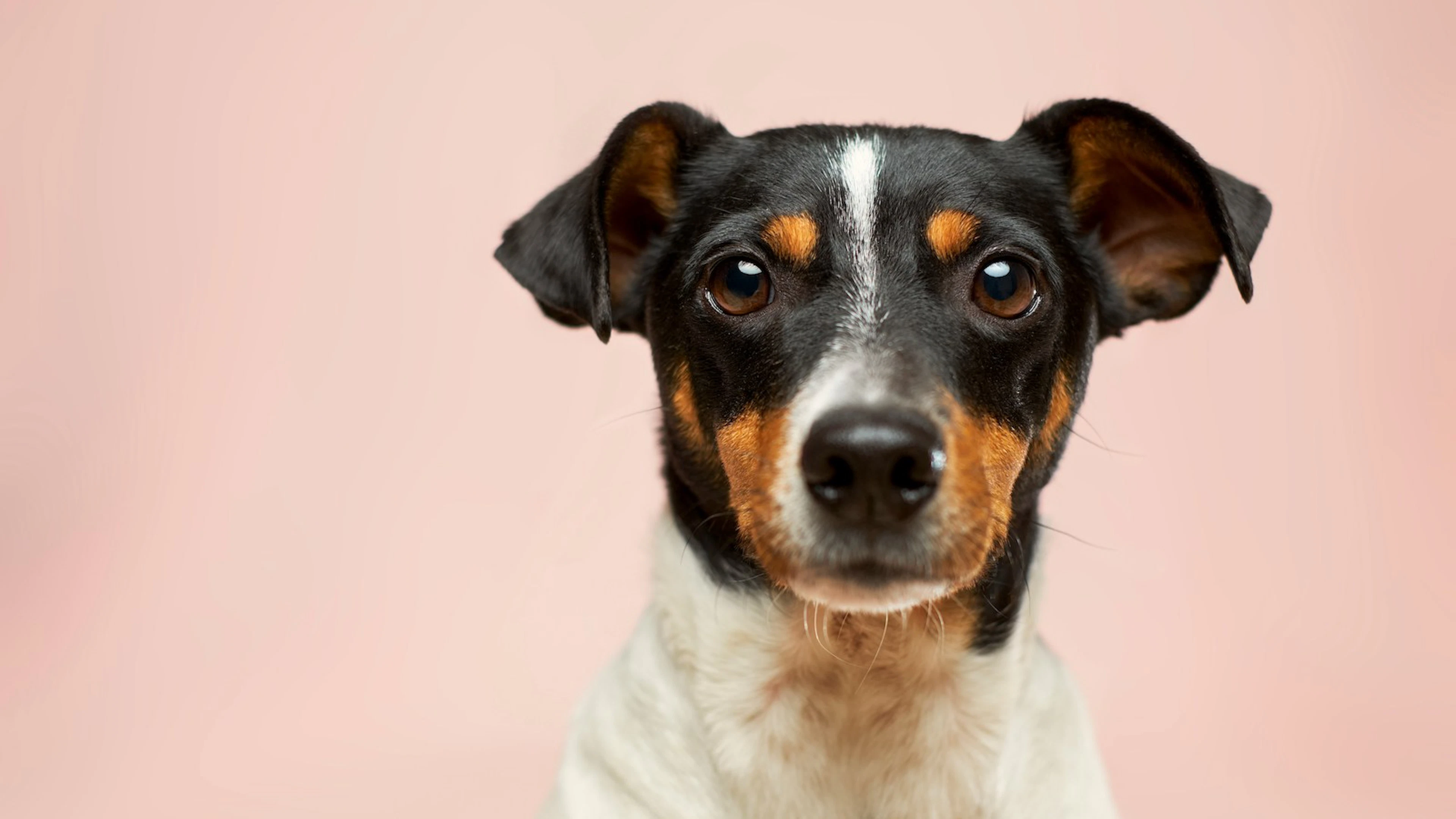 Grootte en gezichtsvorm voorspellen mogelijk hoe lang je hond zal leven