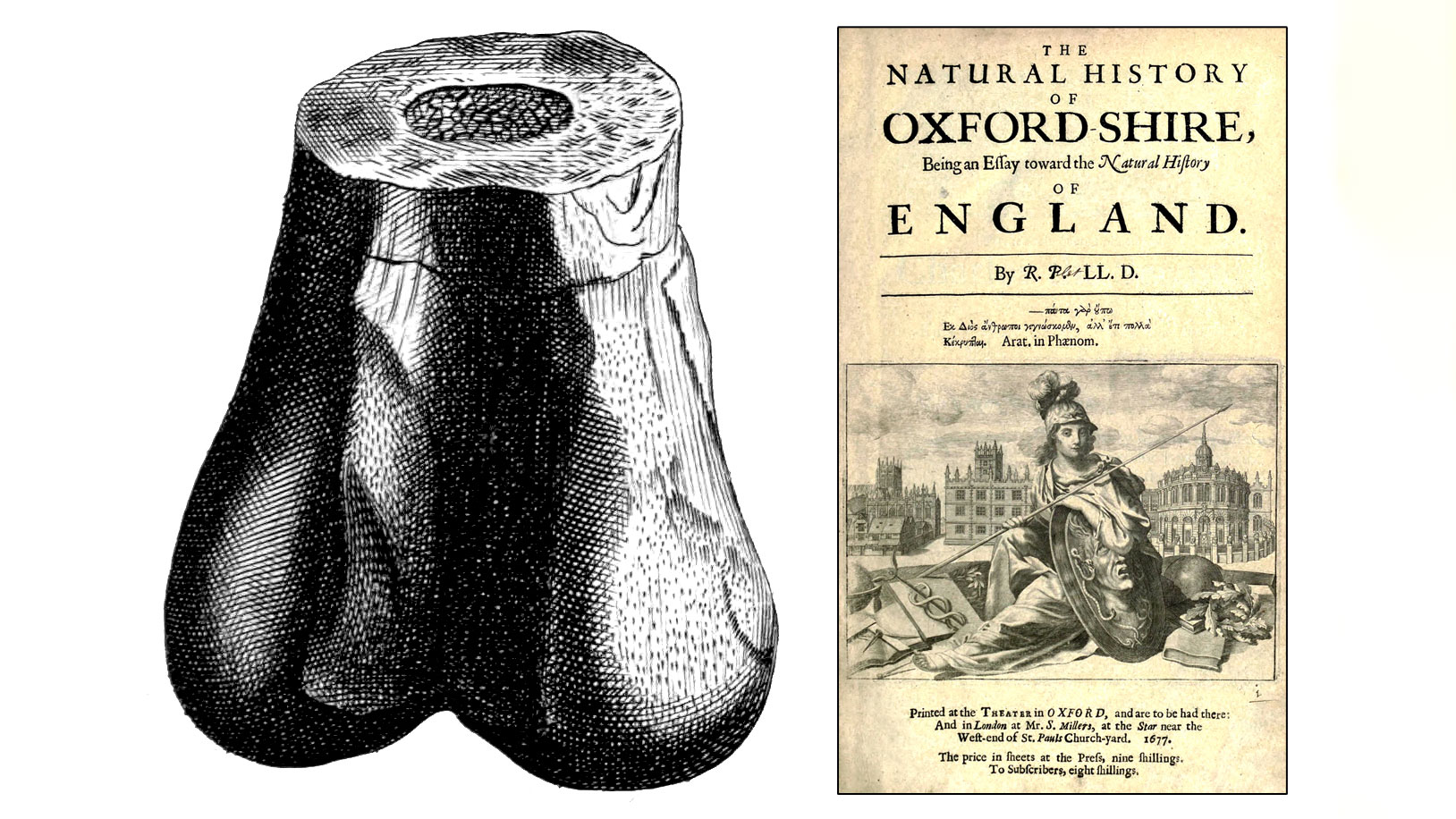 De versteende teelballen van een reus? 200 jaar geleden werd eerste dino onthuld