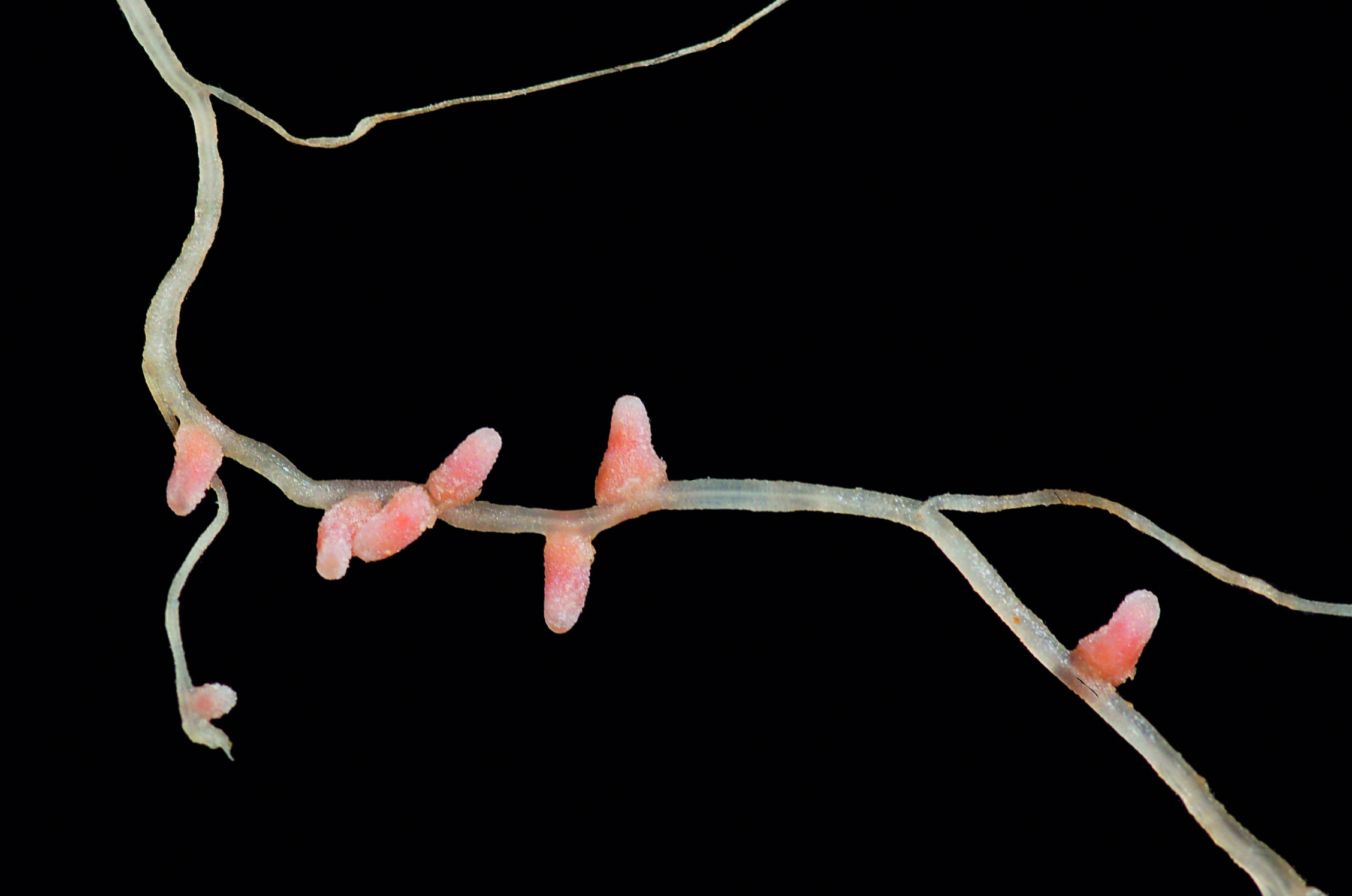 Er zitten briljante chemici in deze plantenwortels