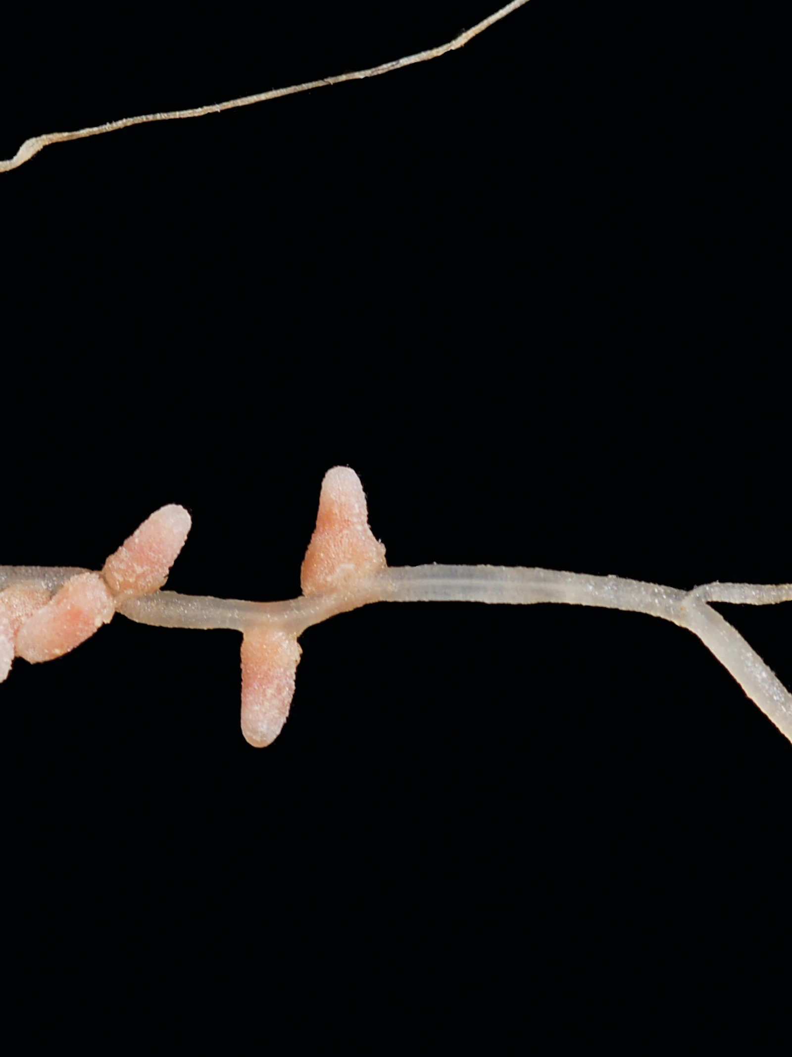 Er zitten briljante chemici in deze plantenwortels