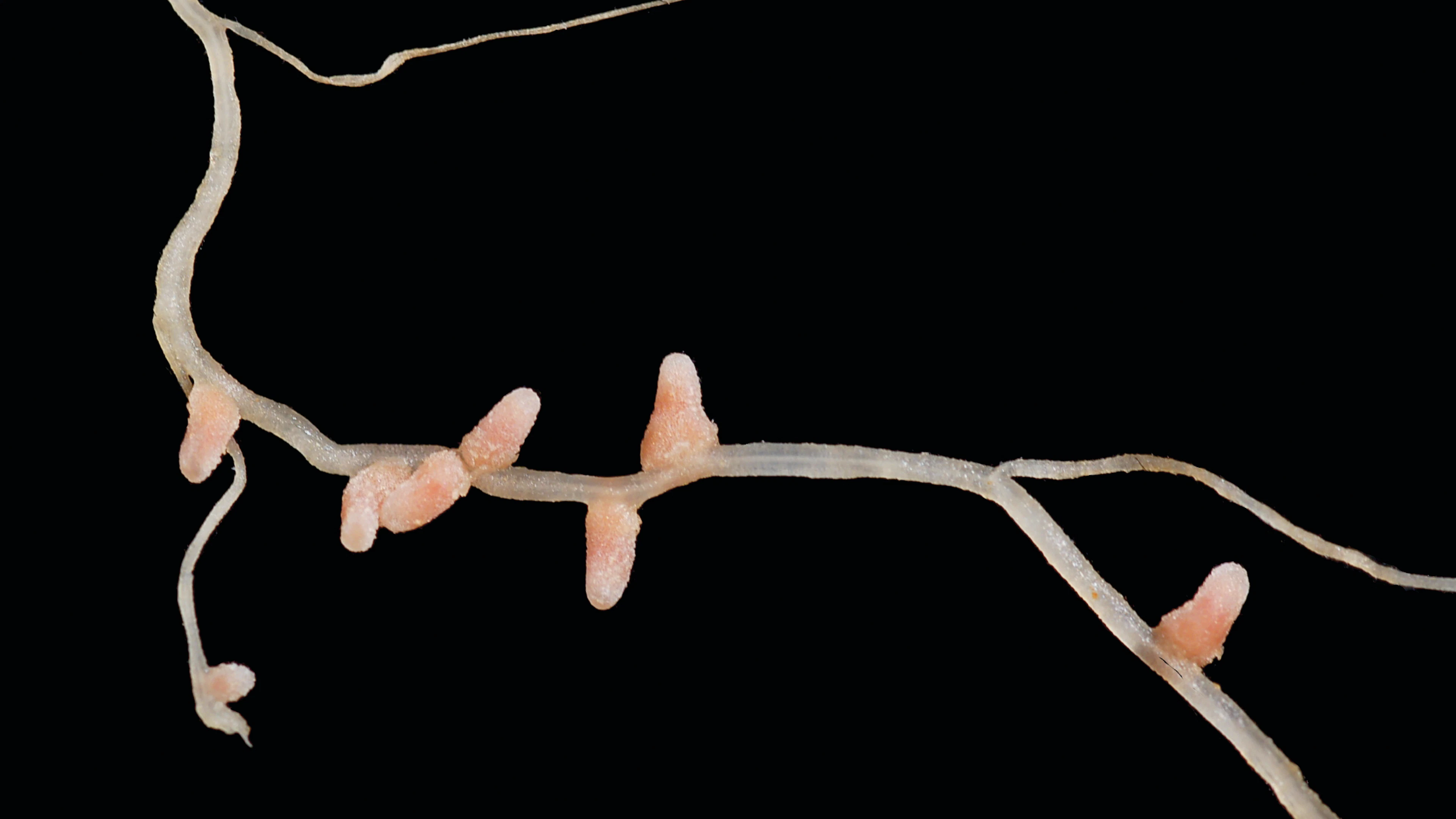 Er zitten briljante chemici in deze plantenwortels