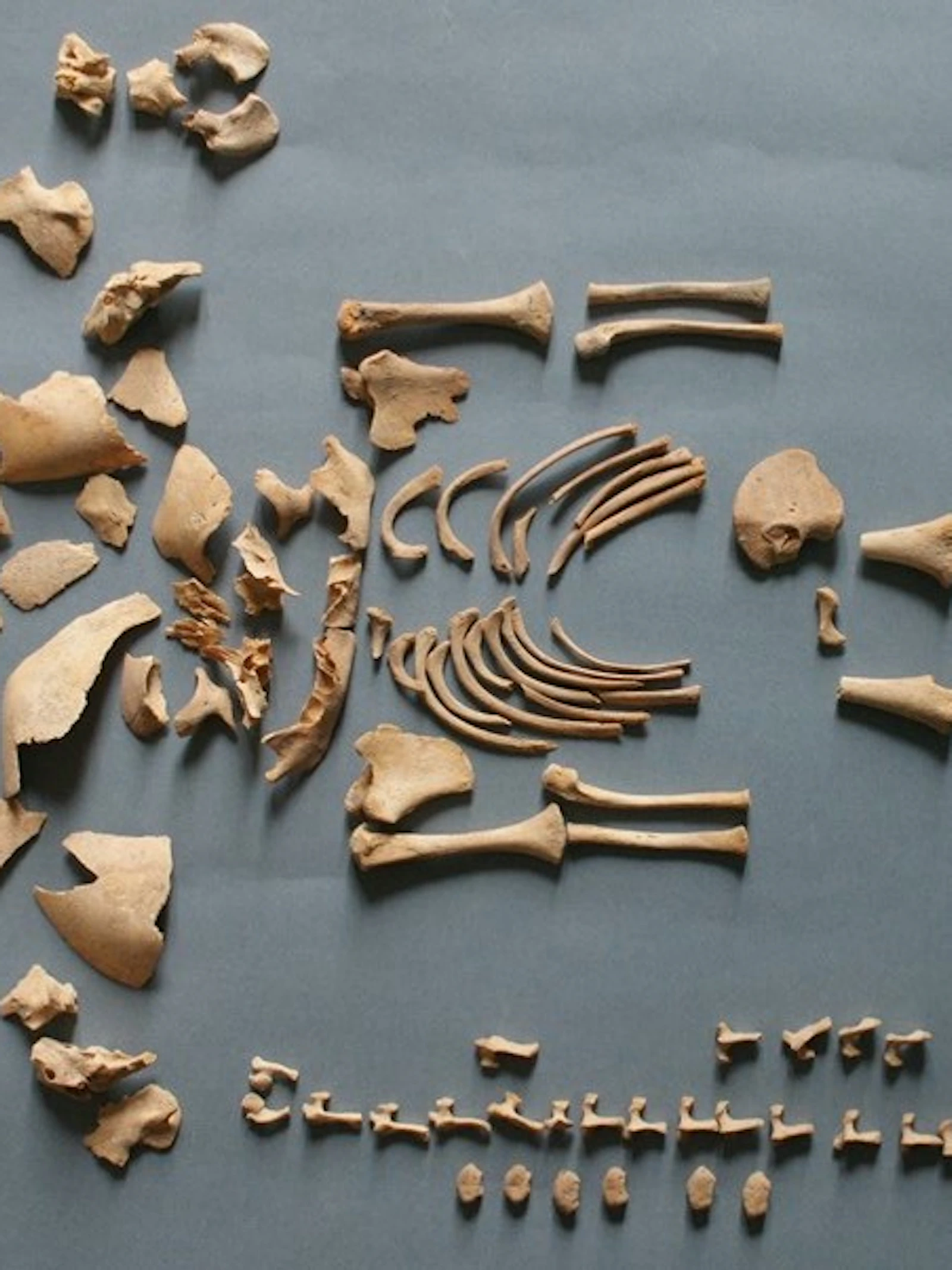 Prehistorische baby's met het downsyndroom kregen dezelfde begravingsrituelen