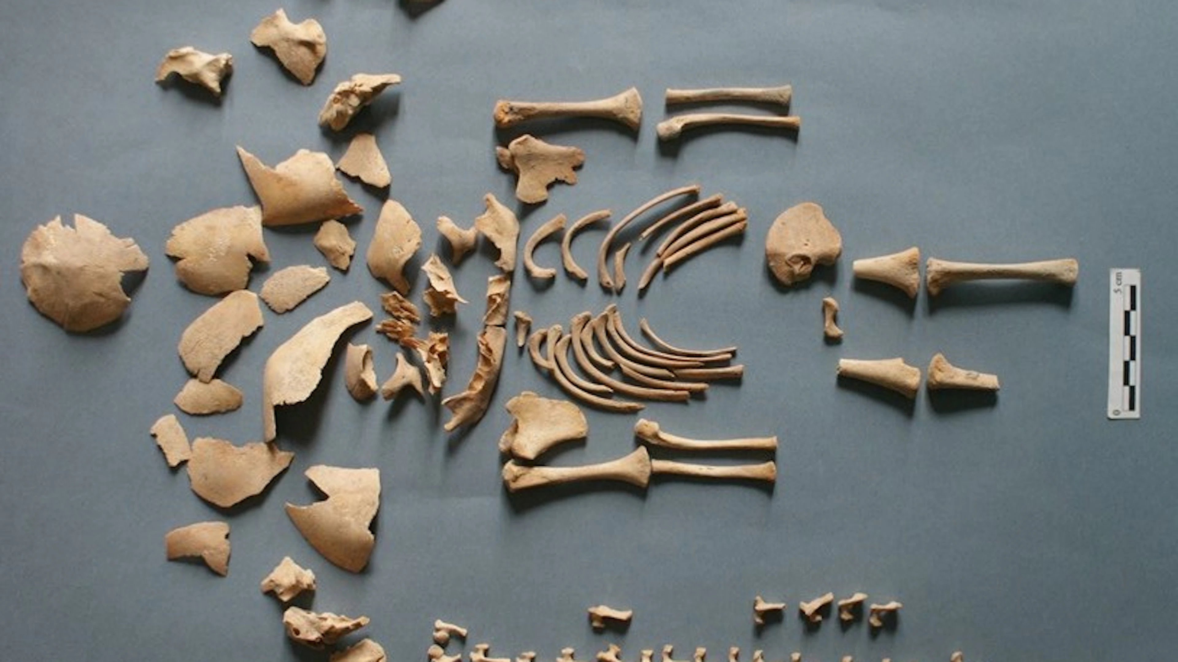 Prehistorische baby's met het downsyndroom kregen dezelfde begravingsrituelen