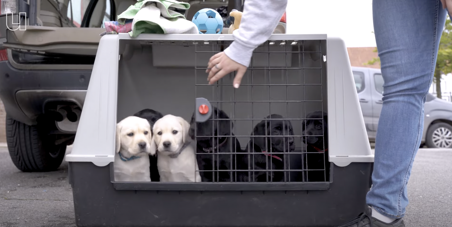 Kan élke hond een blindengeleidehond worden?