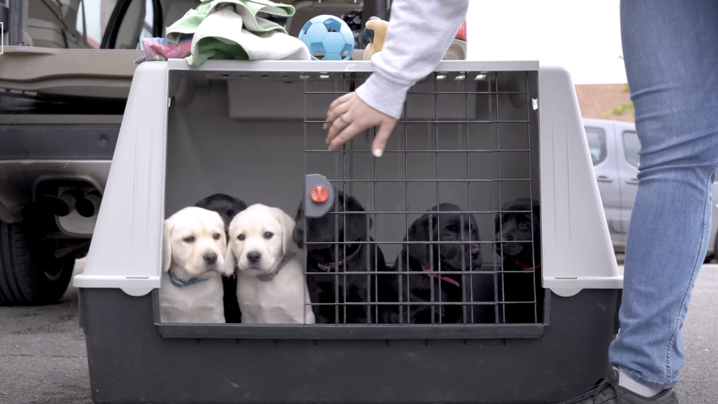 Kan élke hond een blindengeleidehond worden?