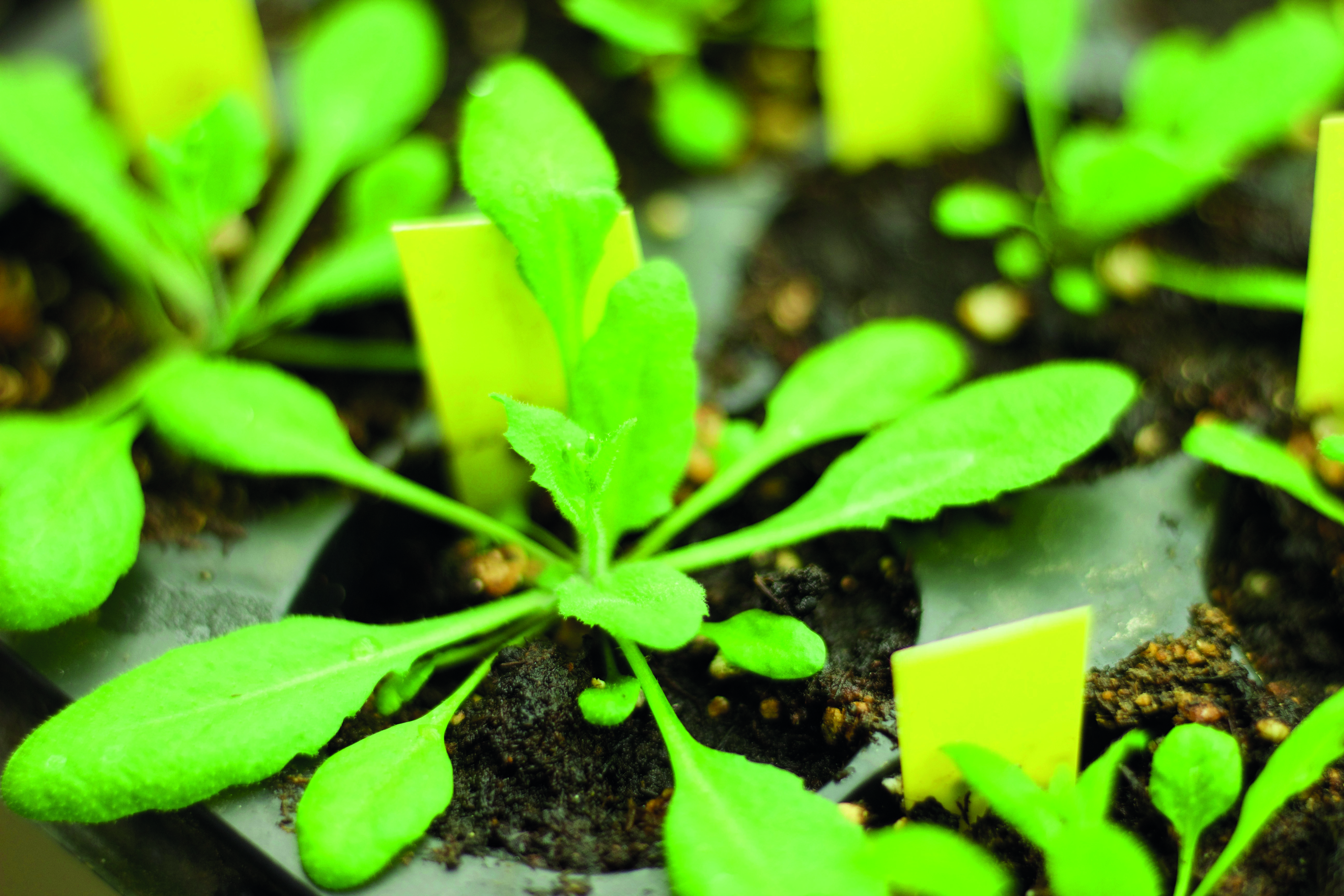 Hoe weten planten waar het licht vandaan komt?