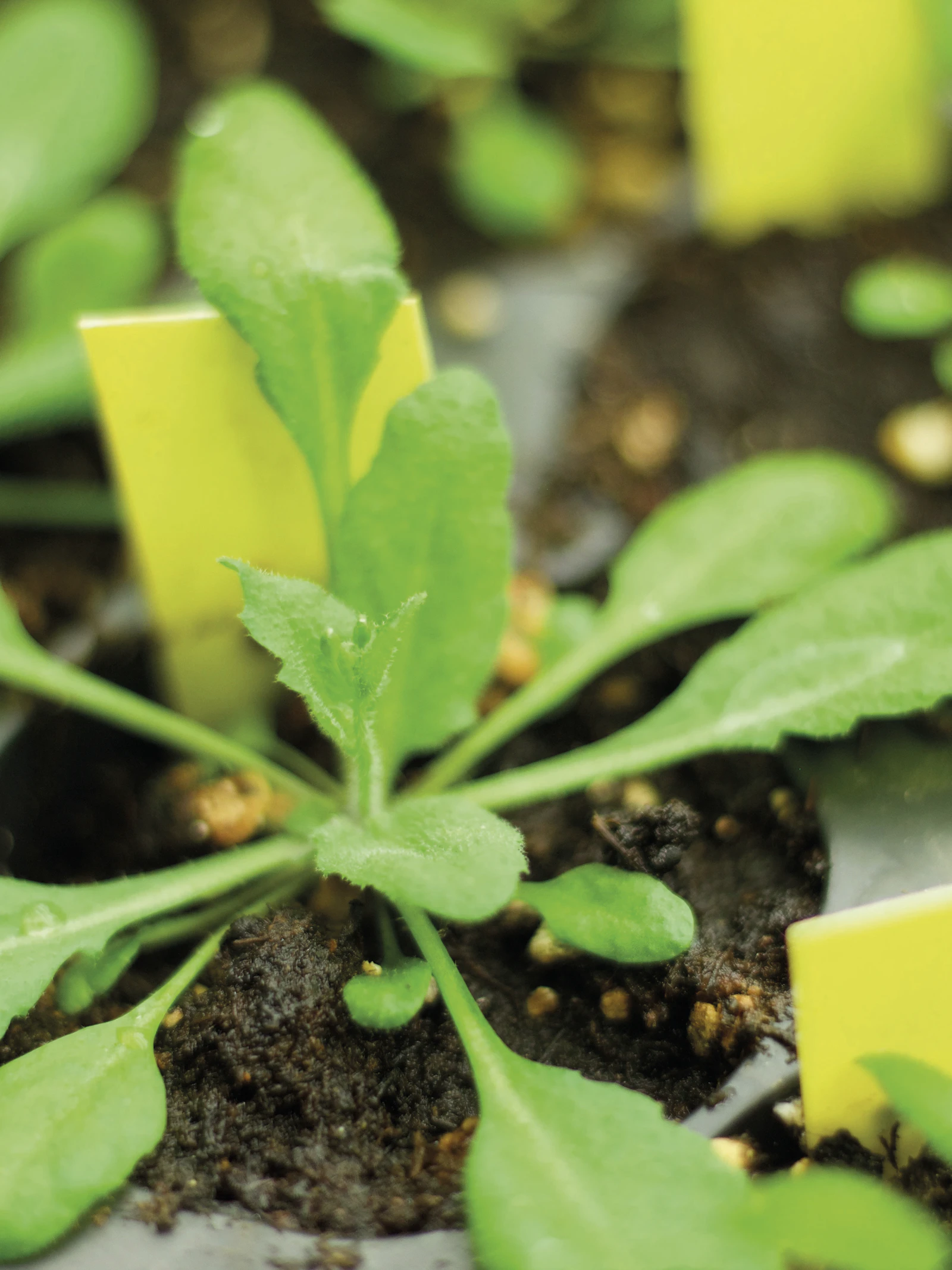 Hoe weten planten waar het licht vandaan komt?