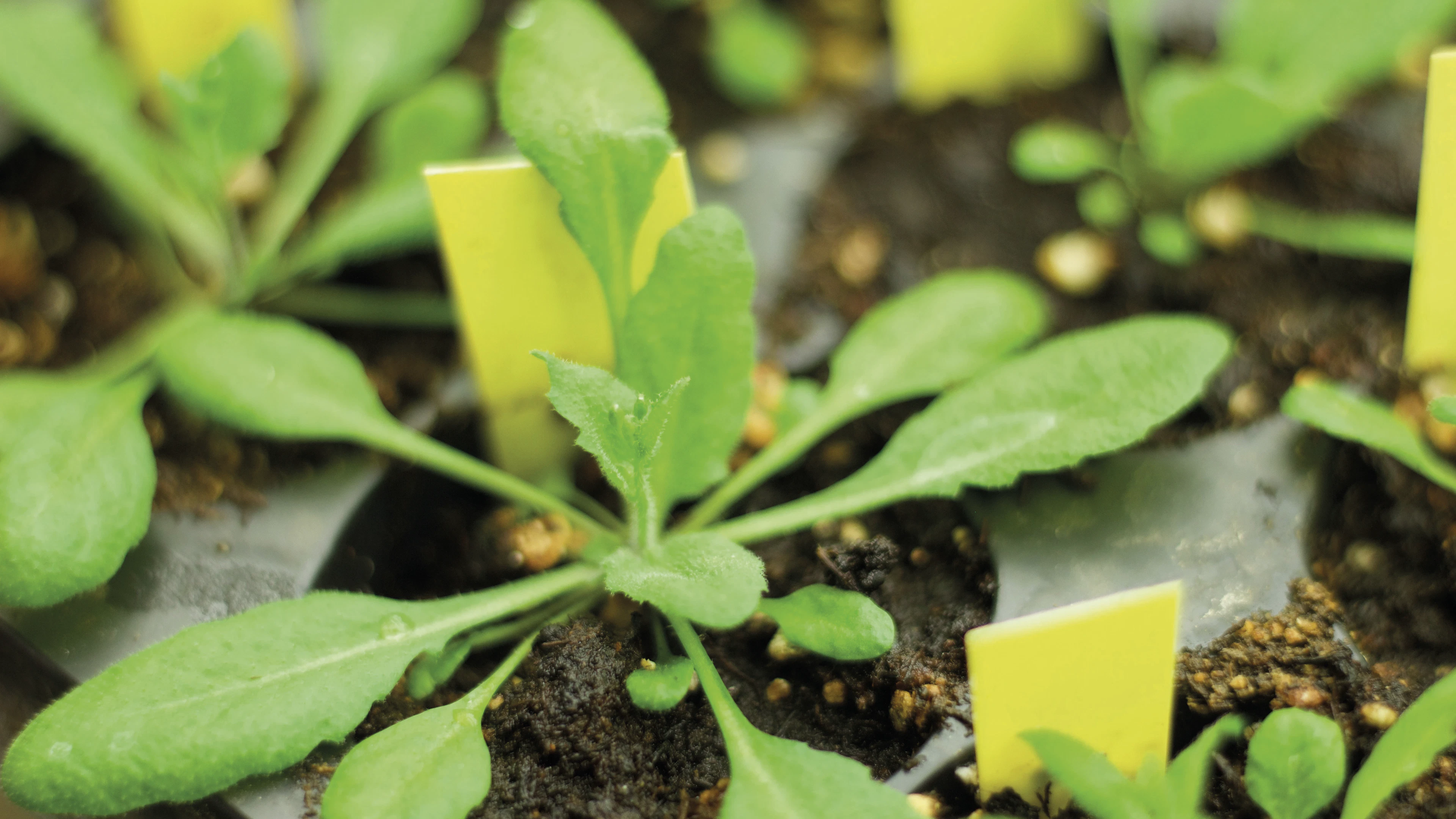 Hoe weten planten waar het licht vandaan komt?