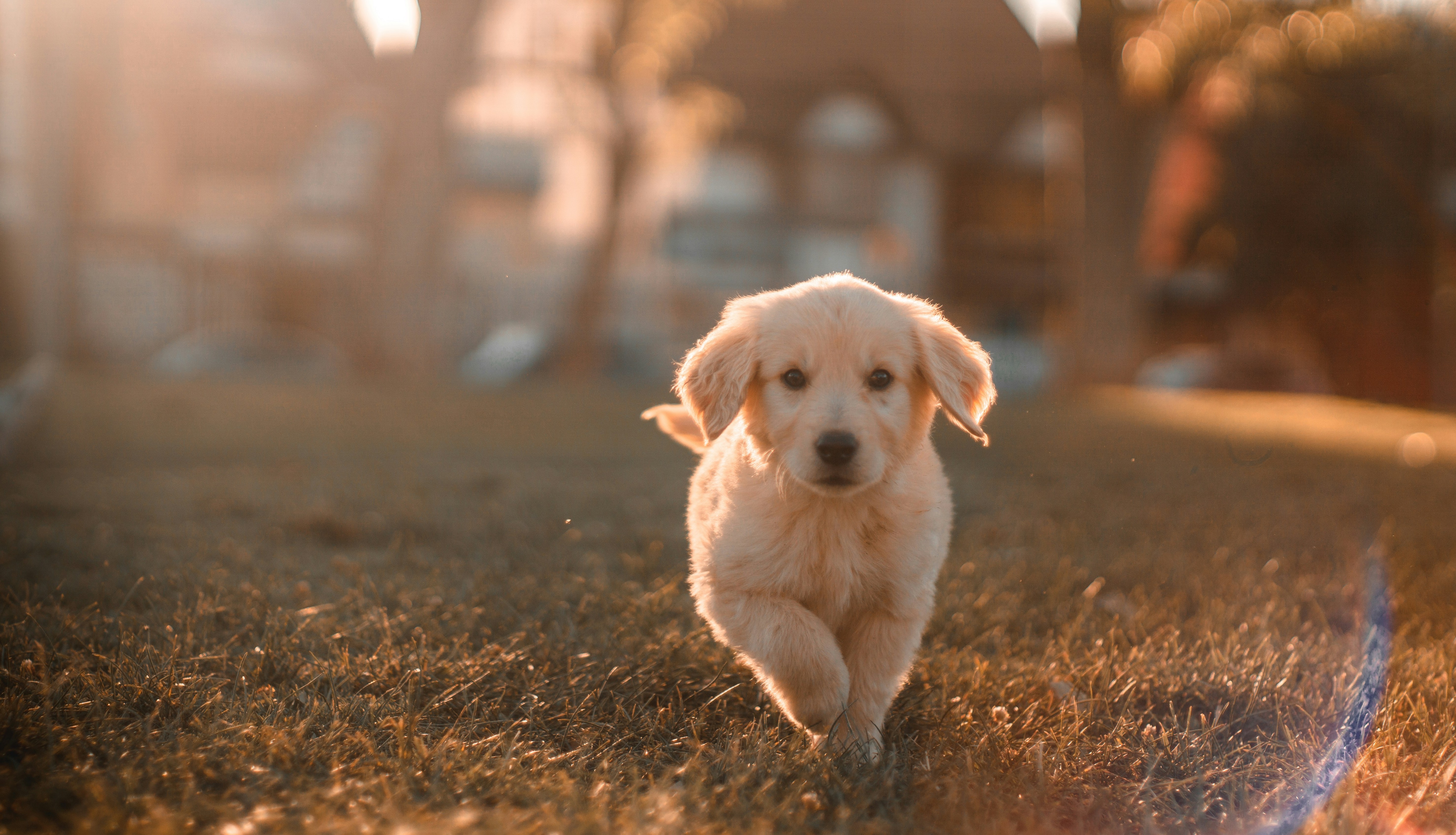 Je hond begrijpt meer dan je denkt