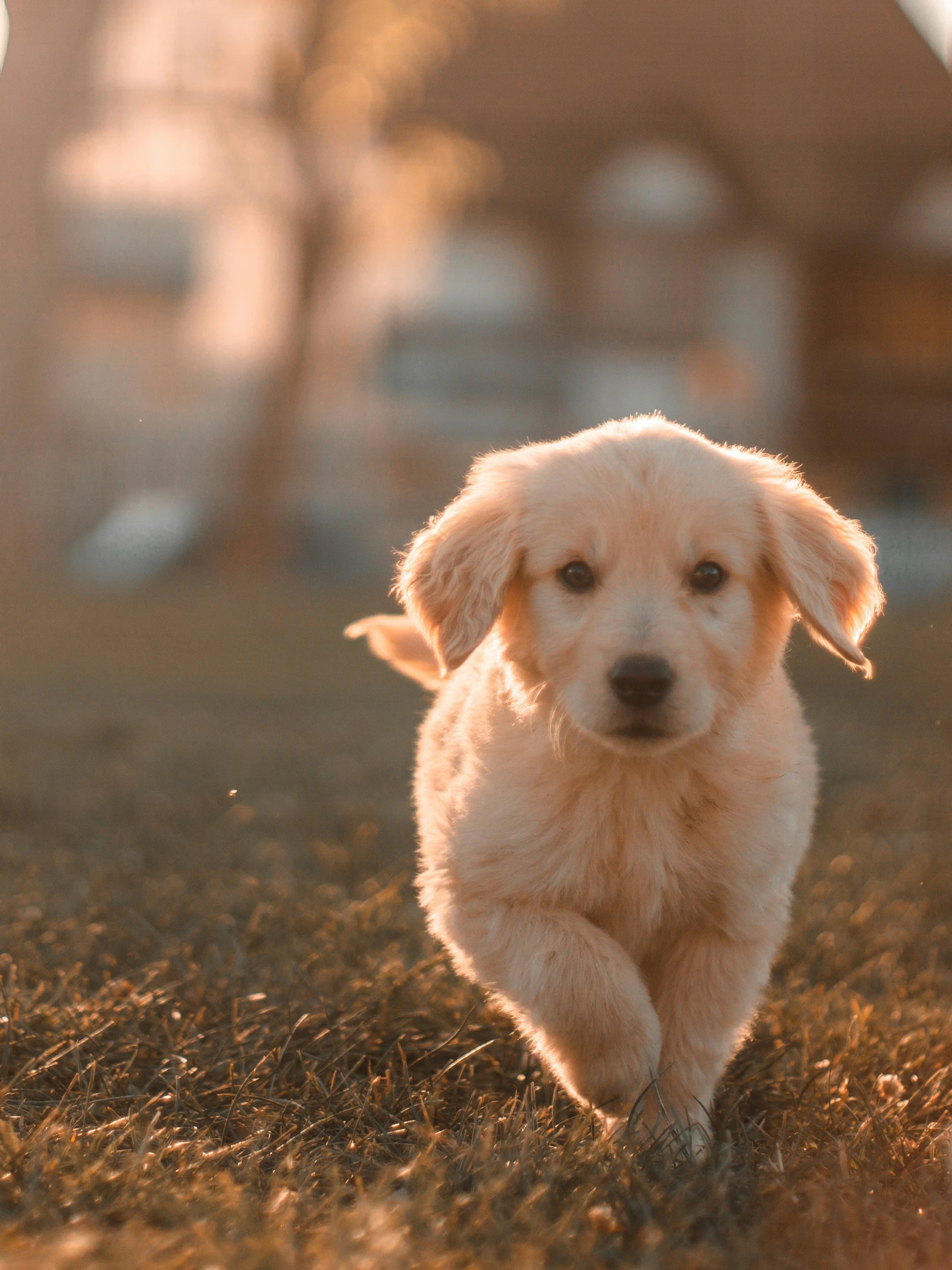 Je hond begrijpt meer dan je denkt