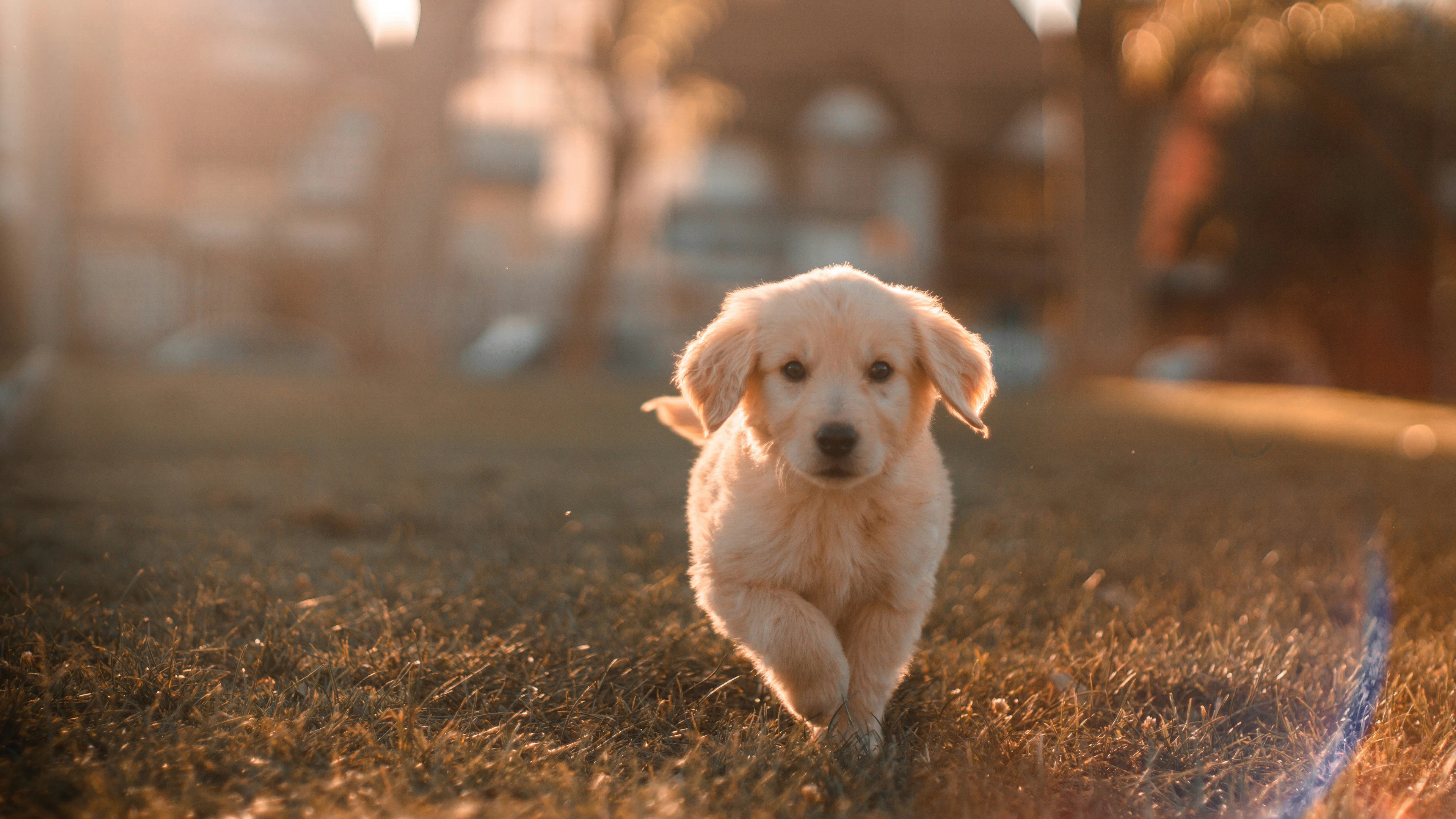 Je hond begrijpt meer dan je denkt