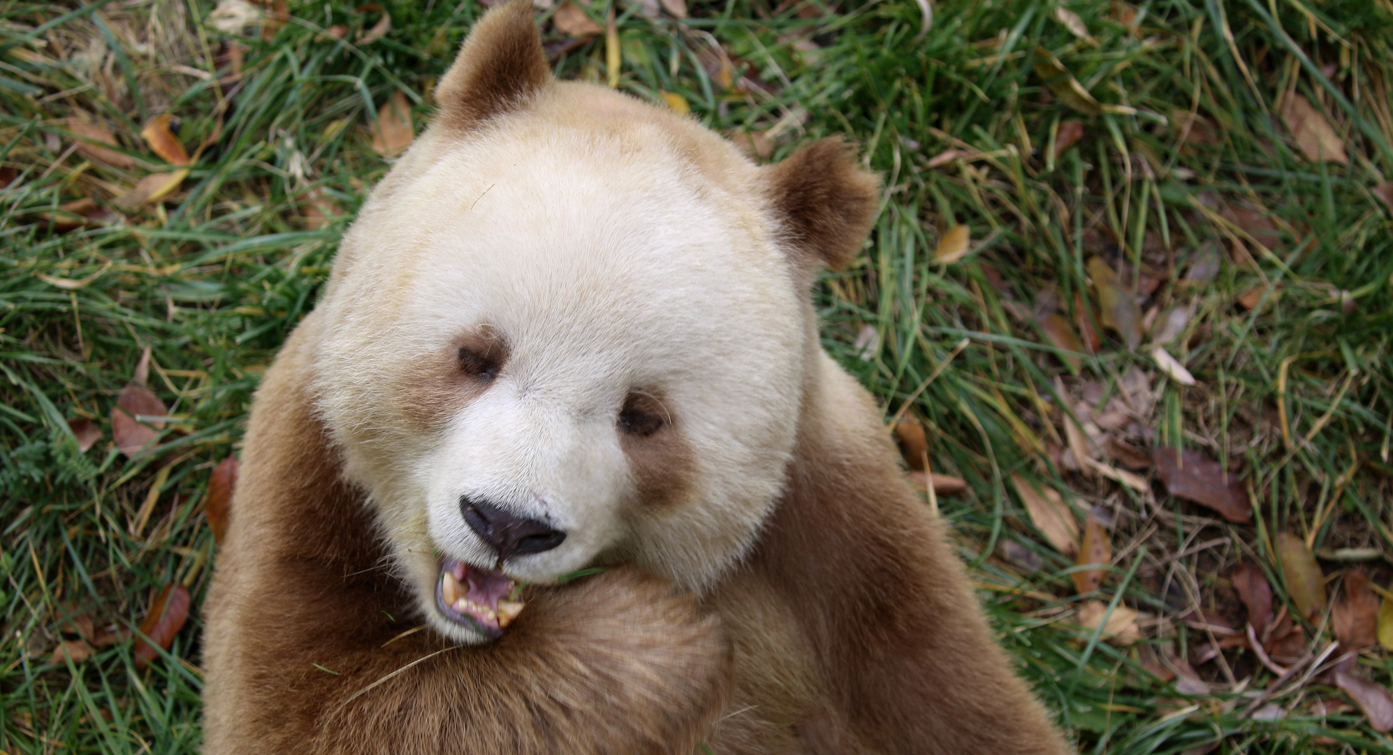 Waarom zijn sommige panda’s bruin? Nieuw onderzoek lost mysterie op