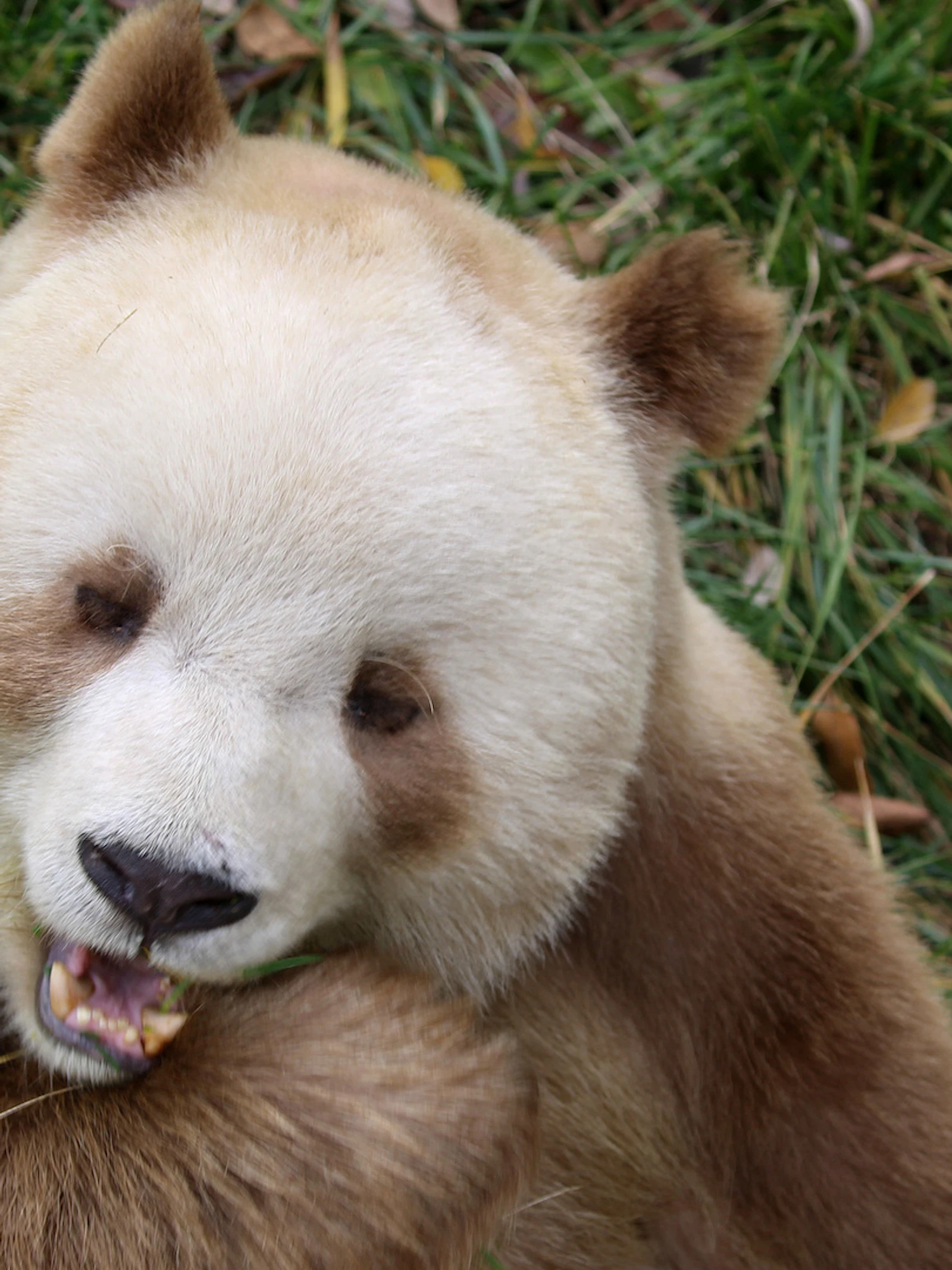 Waarom zijn sommige panda’s bruin? Nieuw onderzoek lost mysterie op