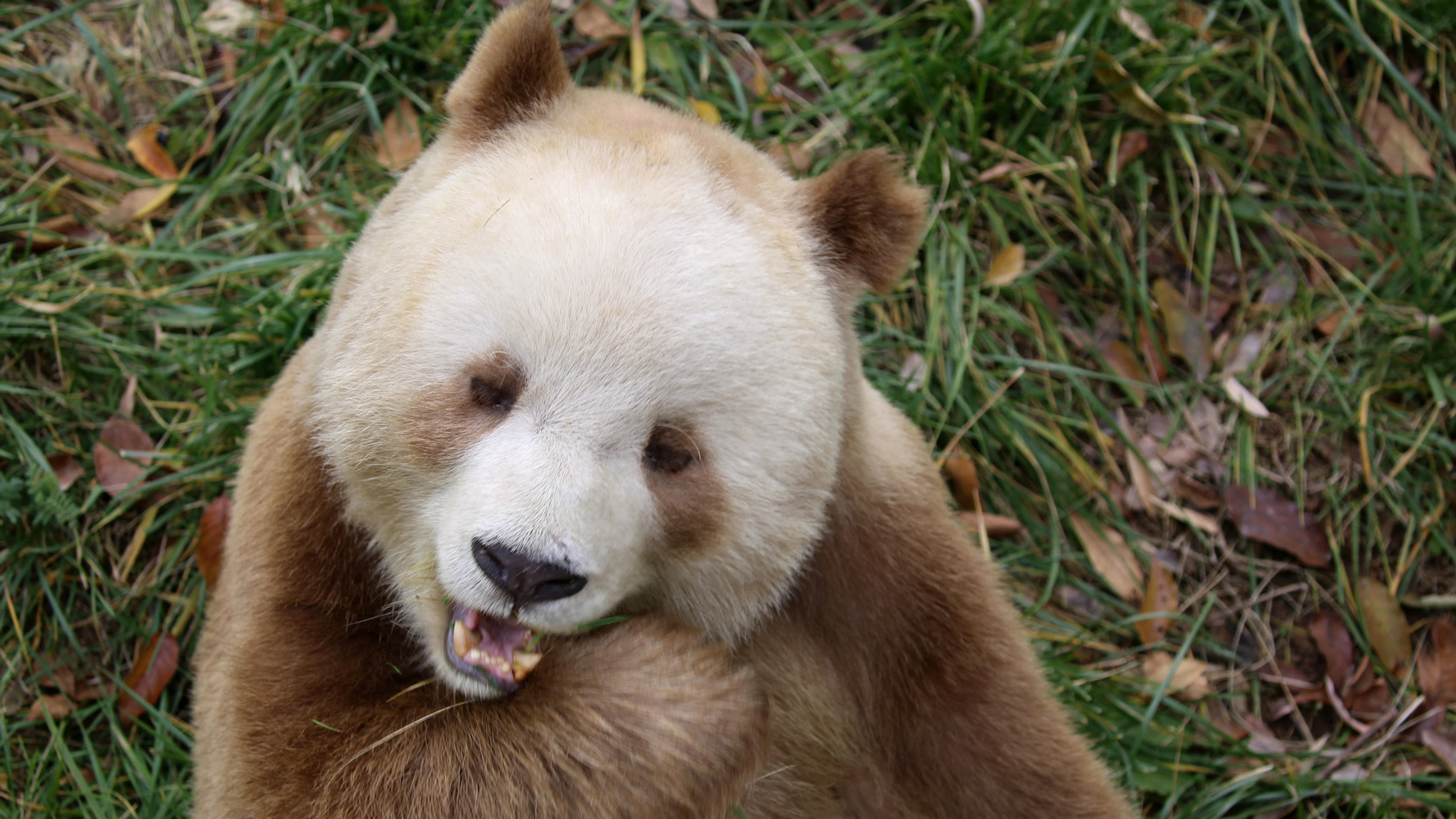 Waarom zijn sommige panda’s bruin? Nieuw onderzoek lost mysterie op