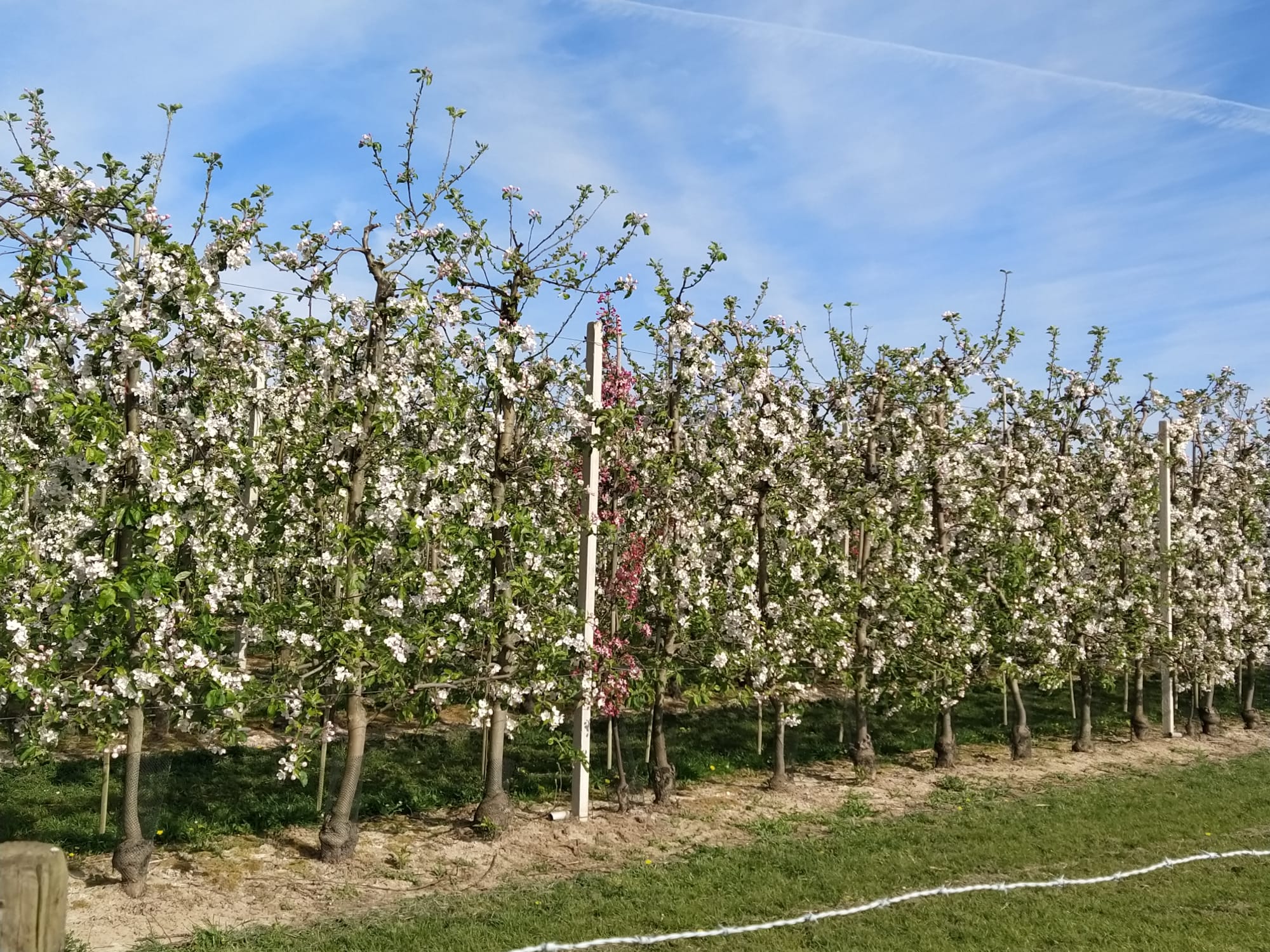 Een boomgaard zonder fruit, wat valt daar nu te halen? Maak kennis met de zaadboomgaard!