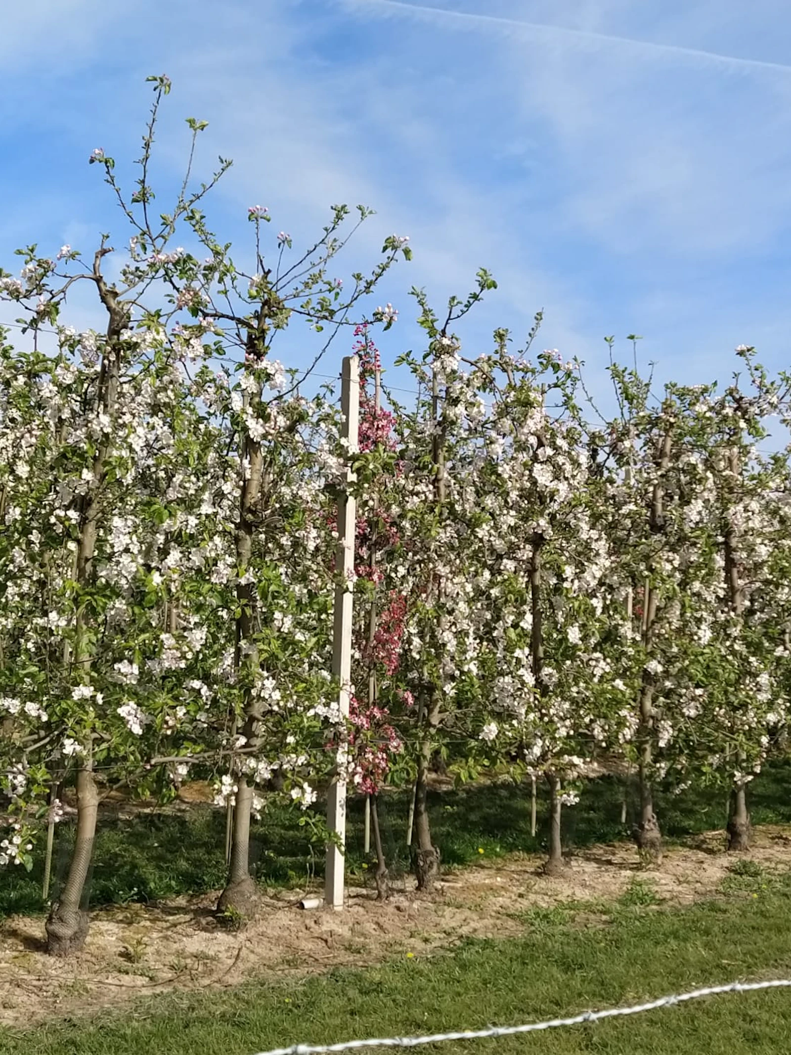 Een boomgaard zonder fruit, wat valt daar nu te halen? Maak kennis met de zaadboomgaard!