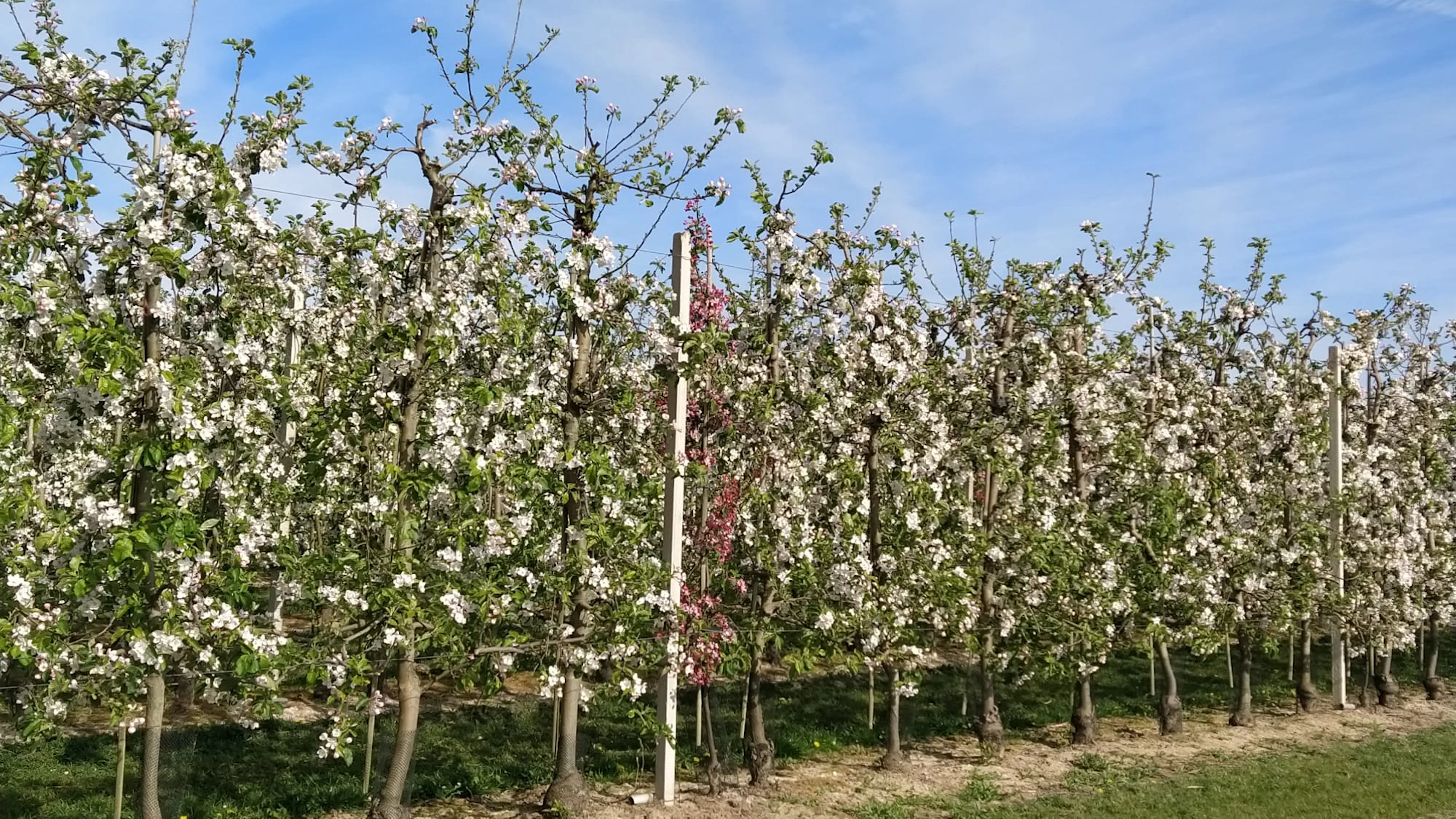 Een boomgaard zonder fruit, wat valt daar nu te halen? Maak kennis met de zaadboomgaard!