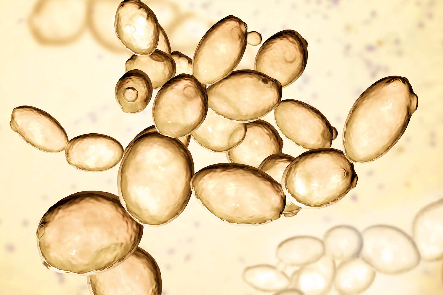 De microbiële meesters van het Belgische bier