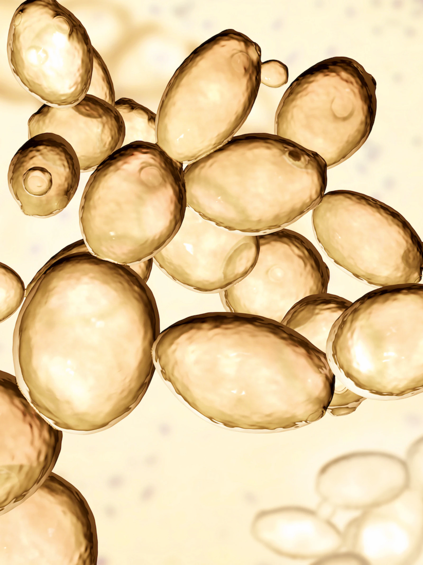 De microbiële meesters van het Belgische bier