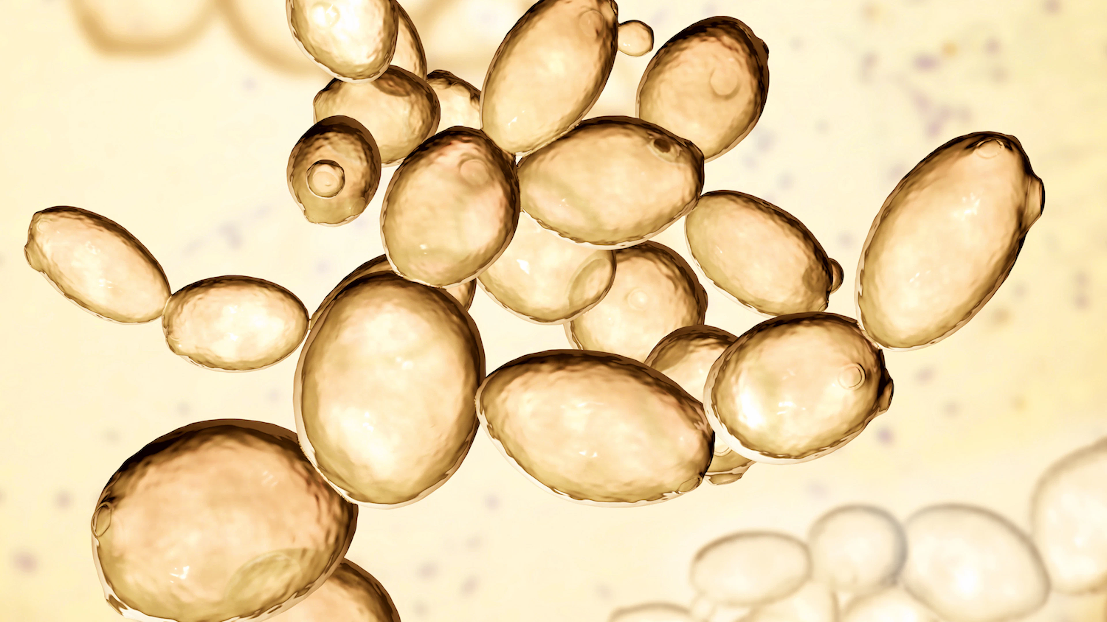 De microbiële meesters van het Belgische bier